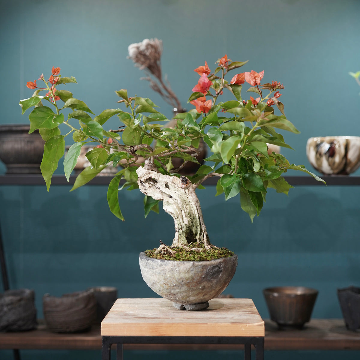 Old bougainvillea(古木ブーゲンビレア) × 宮島 將實 ”匣鉢穴窯灰埋焼成鉢”