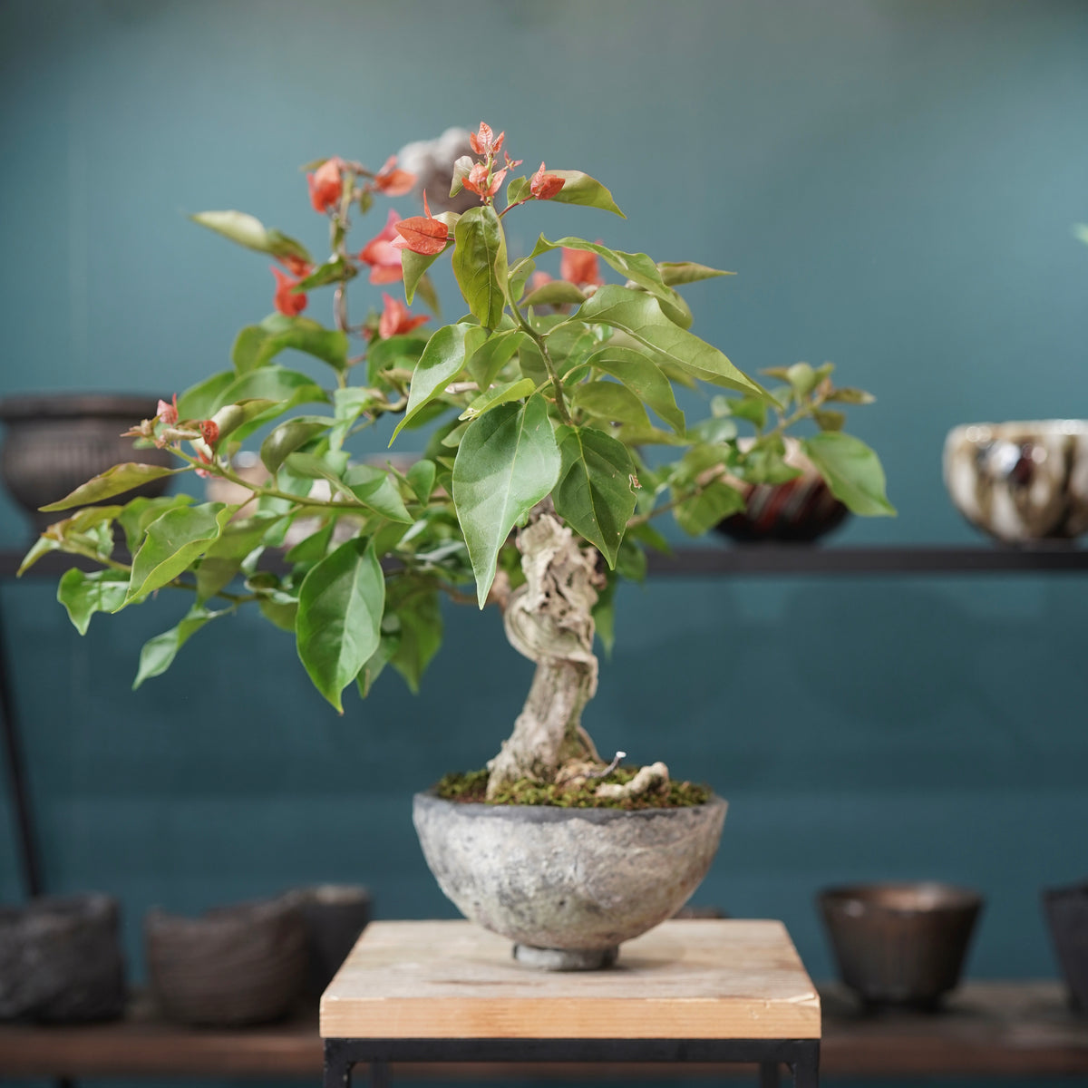 Old bougainvillea(古木ブーゲンビレア) × 宮島 將實 ”匣鉢穴窯灰埋焼成鉢”