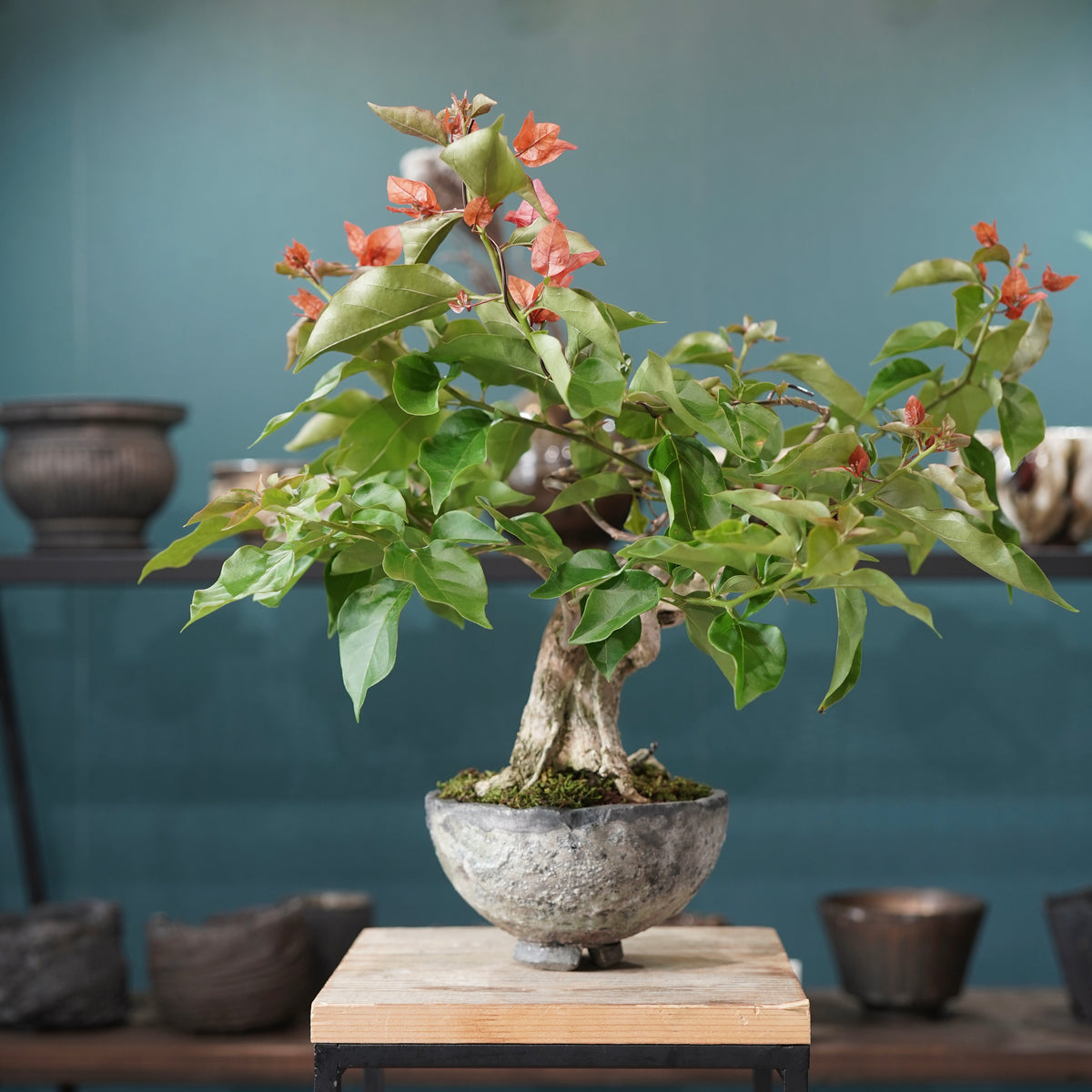 Old bougainvillea(古木ブーゲンビレア) × 宮島 將實 ”匣鉢穴窯灰埋焼成鉢”