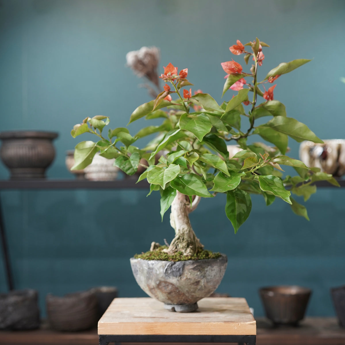 Old bougainvillea(古木ブーゲンビレア) × 宮島 將實 ”匣鉢穴窯灰埋焼成鉢”