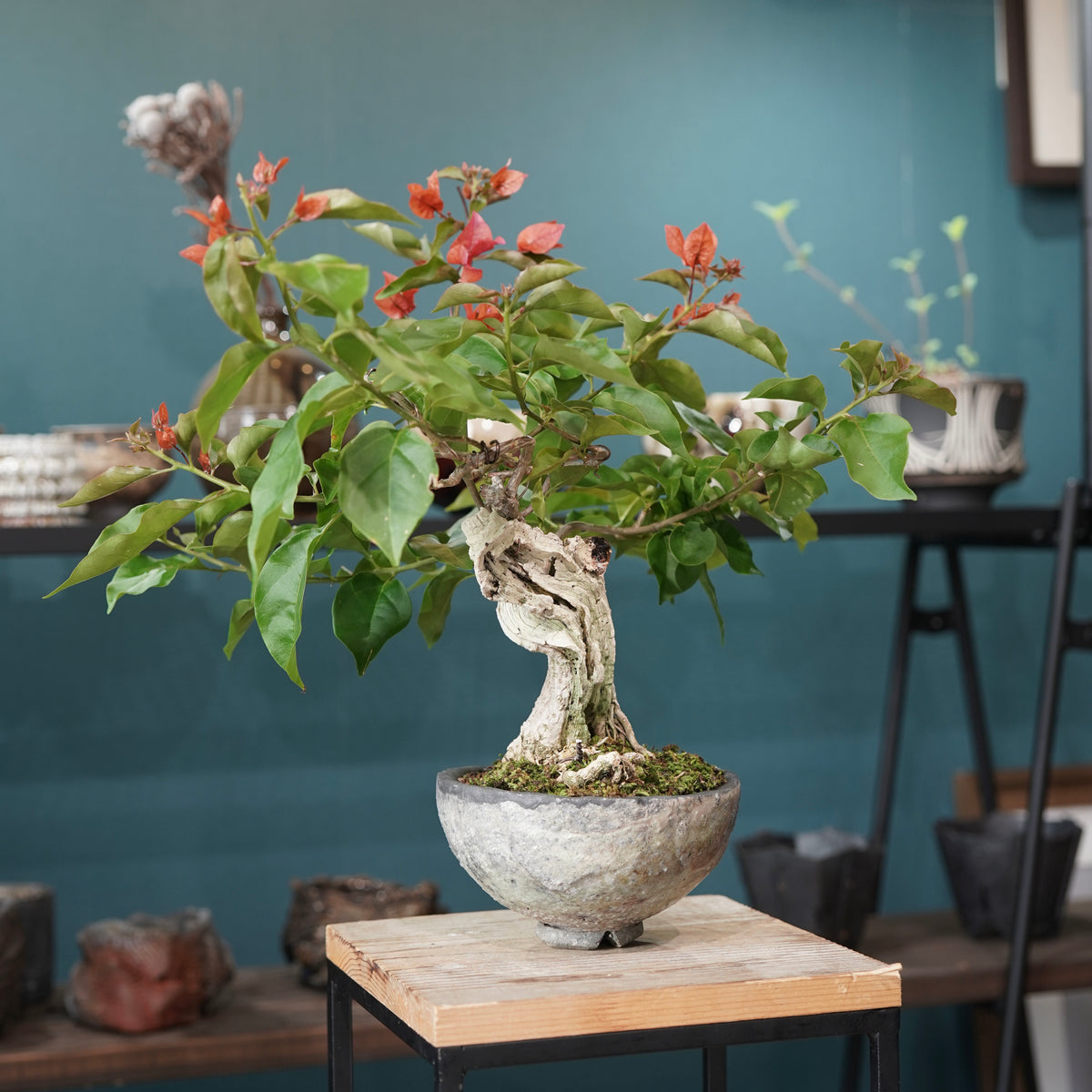 Old bougainvillea(古木ブーゲンビレア) × 宮島 將實 ”匣鉢穴窯灰埋焼成鉢”