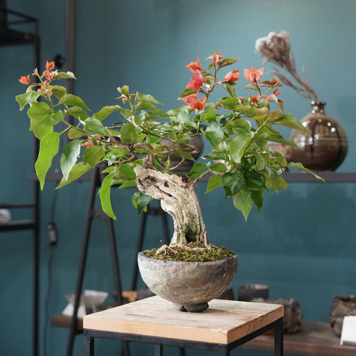 Old bougainvillea(古木ブーゲンビレア) × 宮島 將實 ”匣鉢穴窯灰埋焼成鉢”