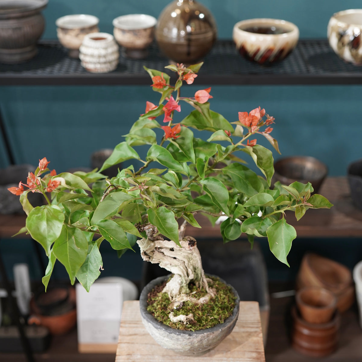 Old bougainvillea(古木ブーゲンビレア) × 宮島 將實 ”匣鉢穴窯灰埋焼成鉢”