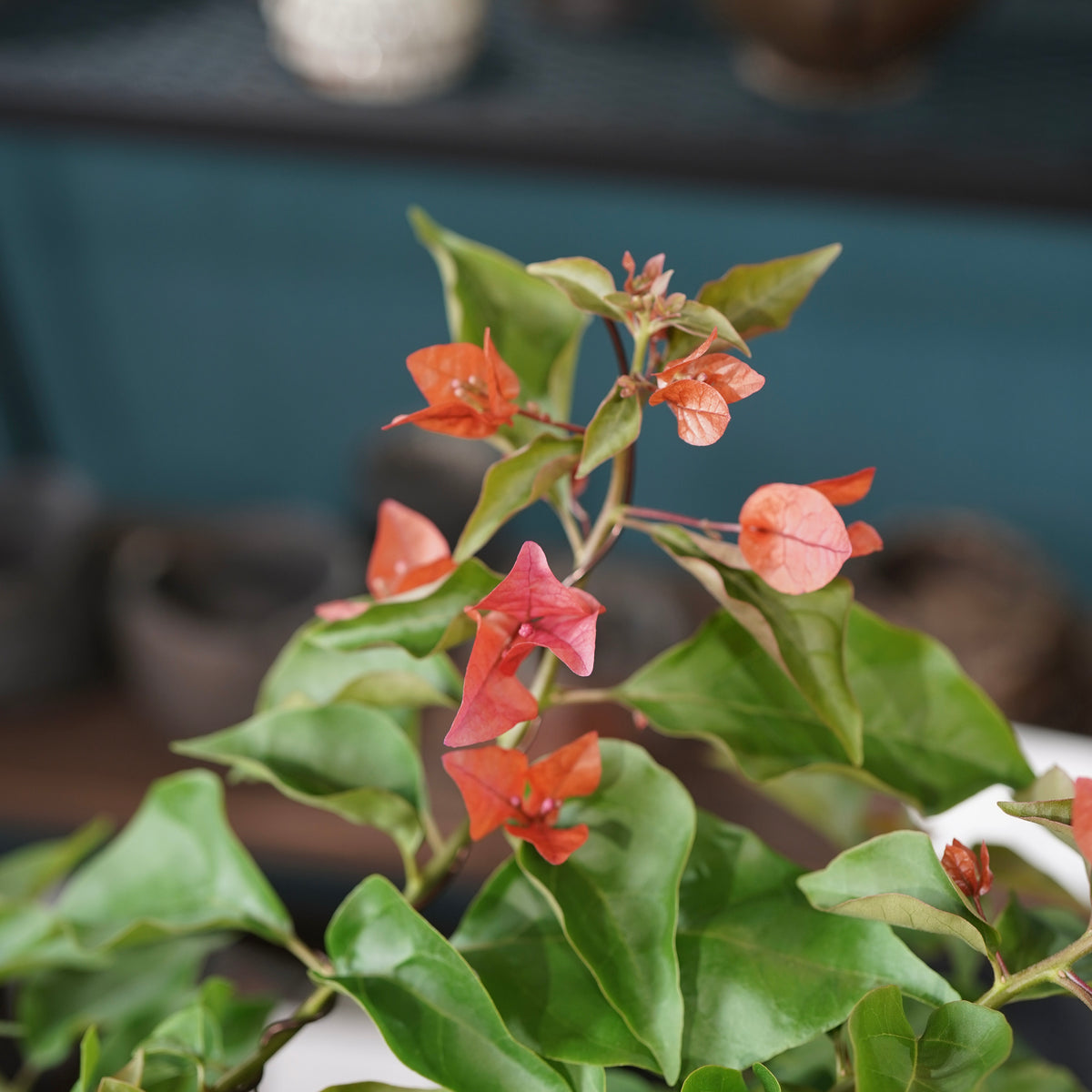 Old bougainvillea(古木ブーゲンビレア) × 宮島 將實 ”匣鉢穴窯灰埋焼成鉢”