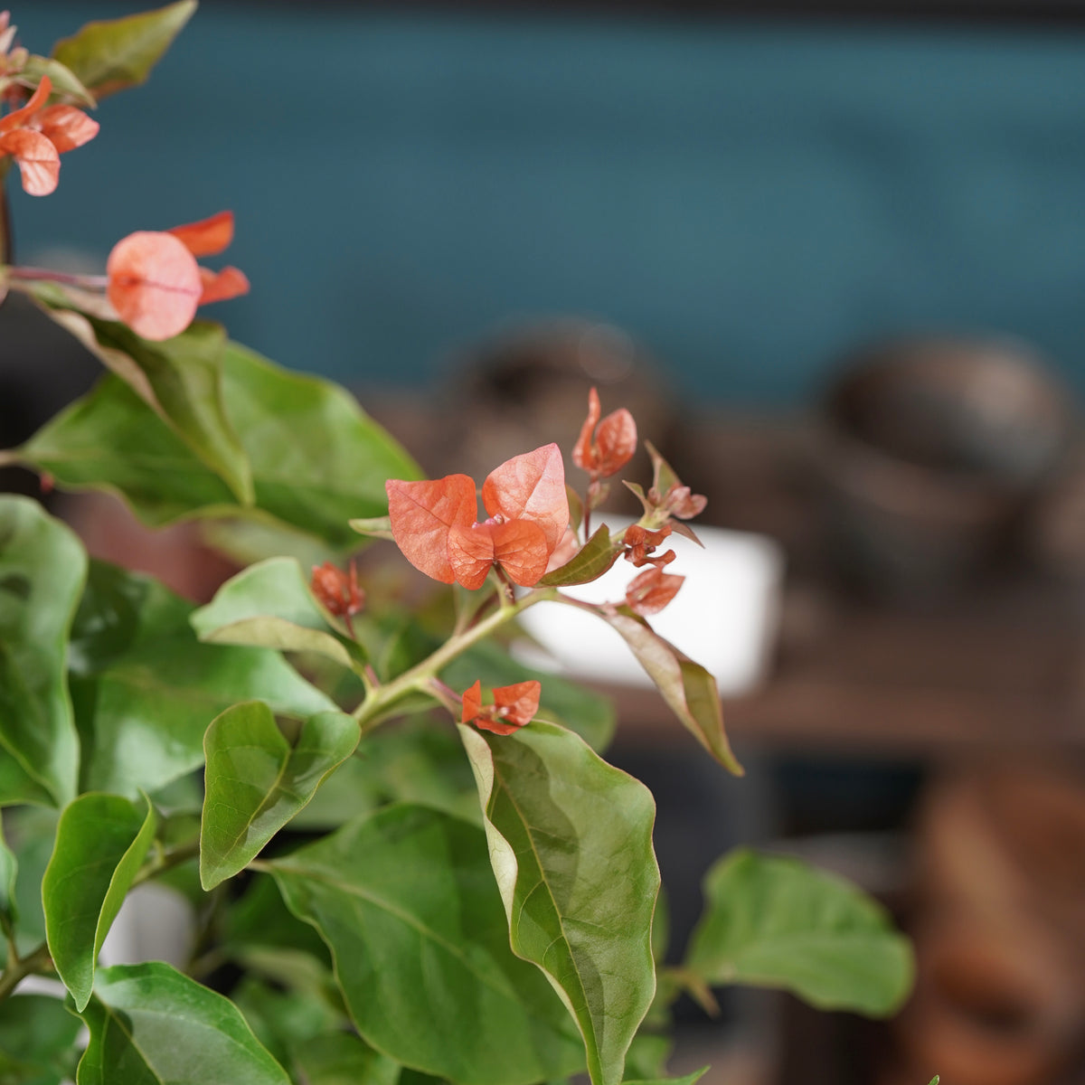 Old bougainvillea(古木ブーゲンビレア) × 宮島 將實 ”匣鉢穴窯灰埋焼成鉢”
