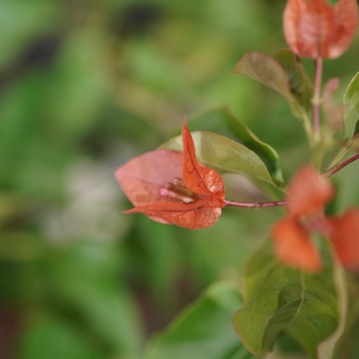 Old bougainvillea(古木ブーゲンビレア) × 宮島 將實 ”匣鉢穴窯灰埋焼成鉢”