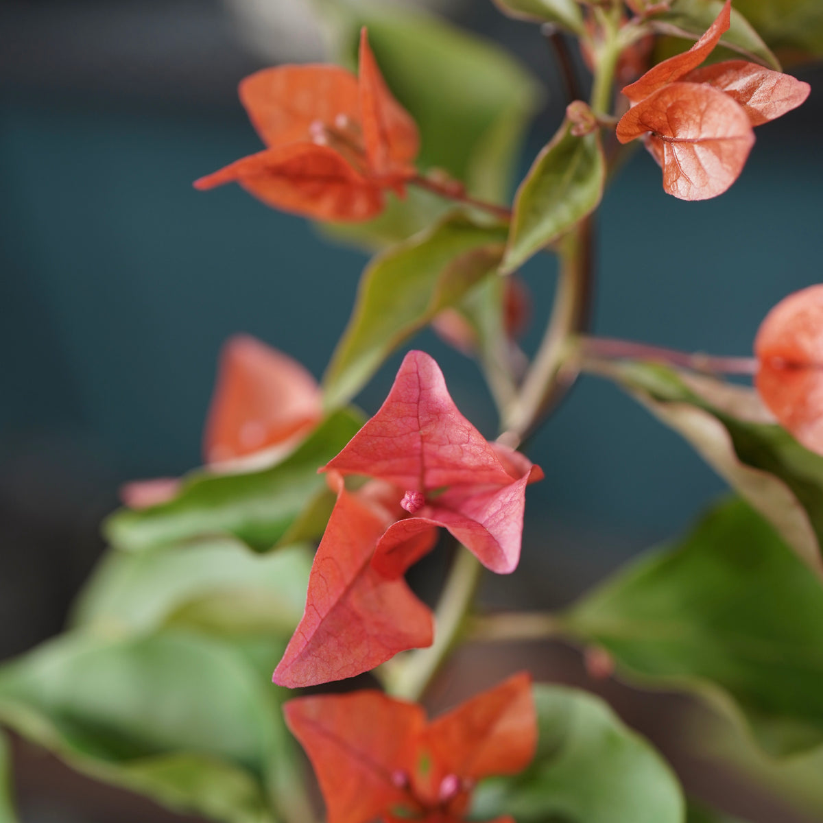 Old bougainvillea(古木ブーゲンビレア) × 宮島 將實 ”匣鉢穴窯灰埋焼成鉢”