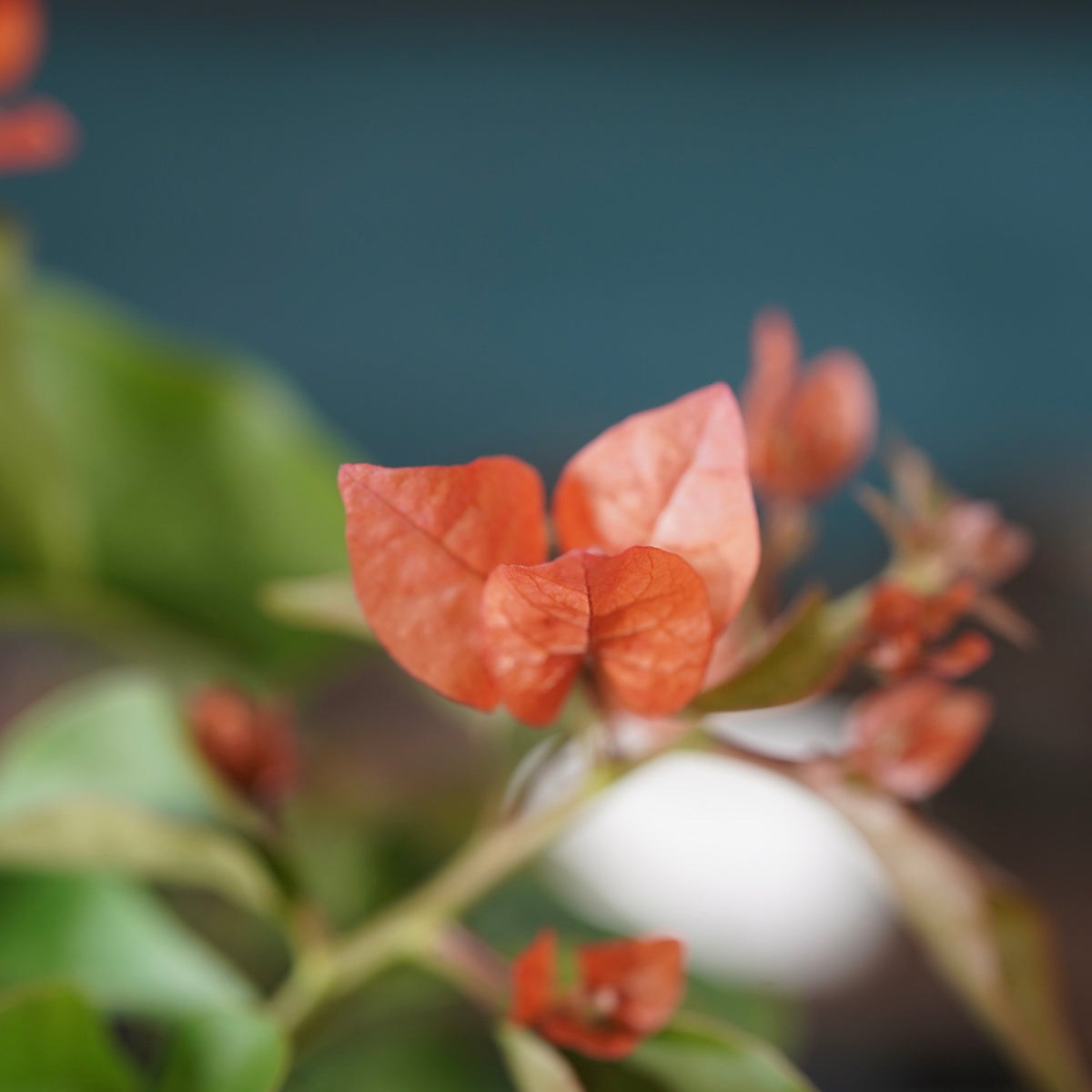 Old bougainvillea(古木ブーゲンビレア) × 宮島 將實 ”匣鉢穴窯灰埋焼成鉢”