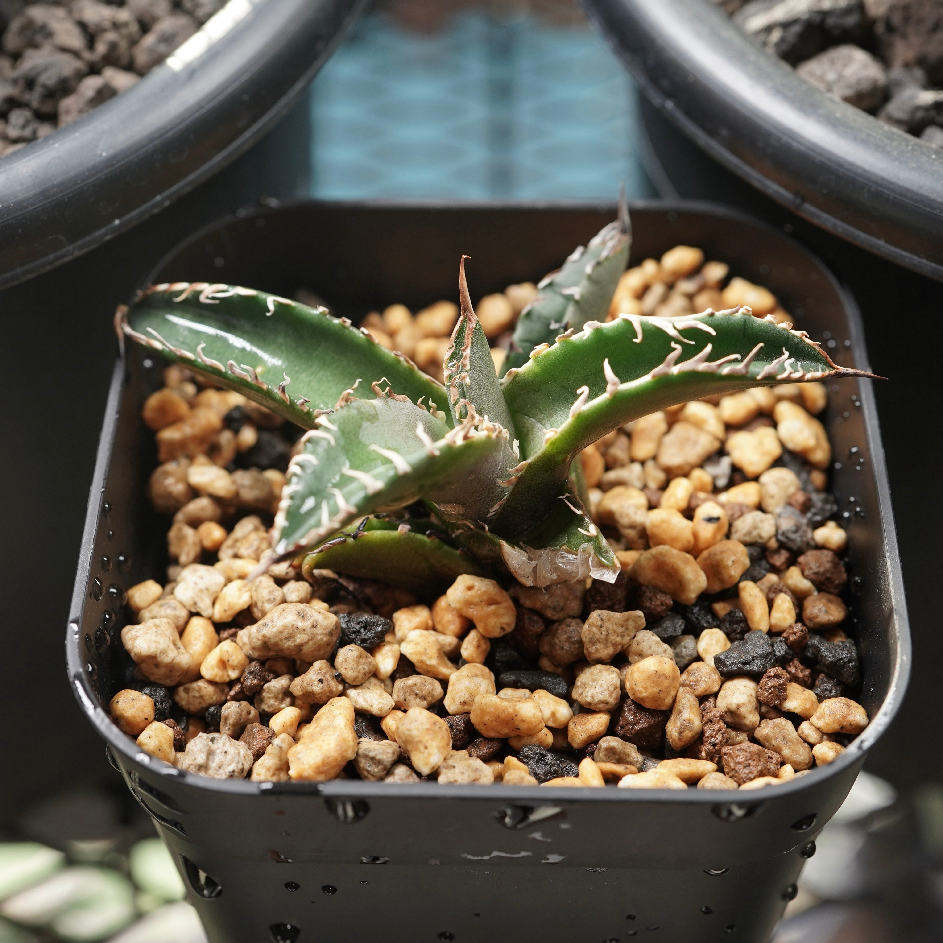 【From lize gardening】Agave titanota ‘Shark Sword(鯊魚劍)’ Baby No.1