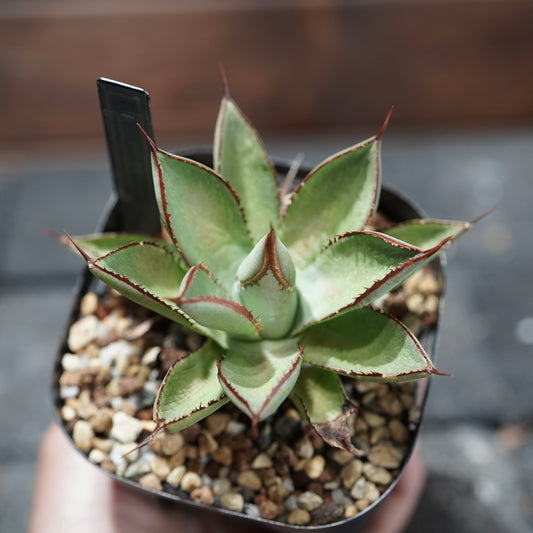 STANO × ELBAZ FARM 吉祥冠 × 瀧雷 【GL003】baby