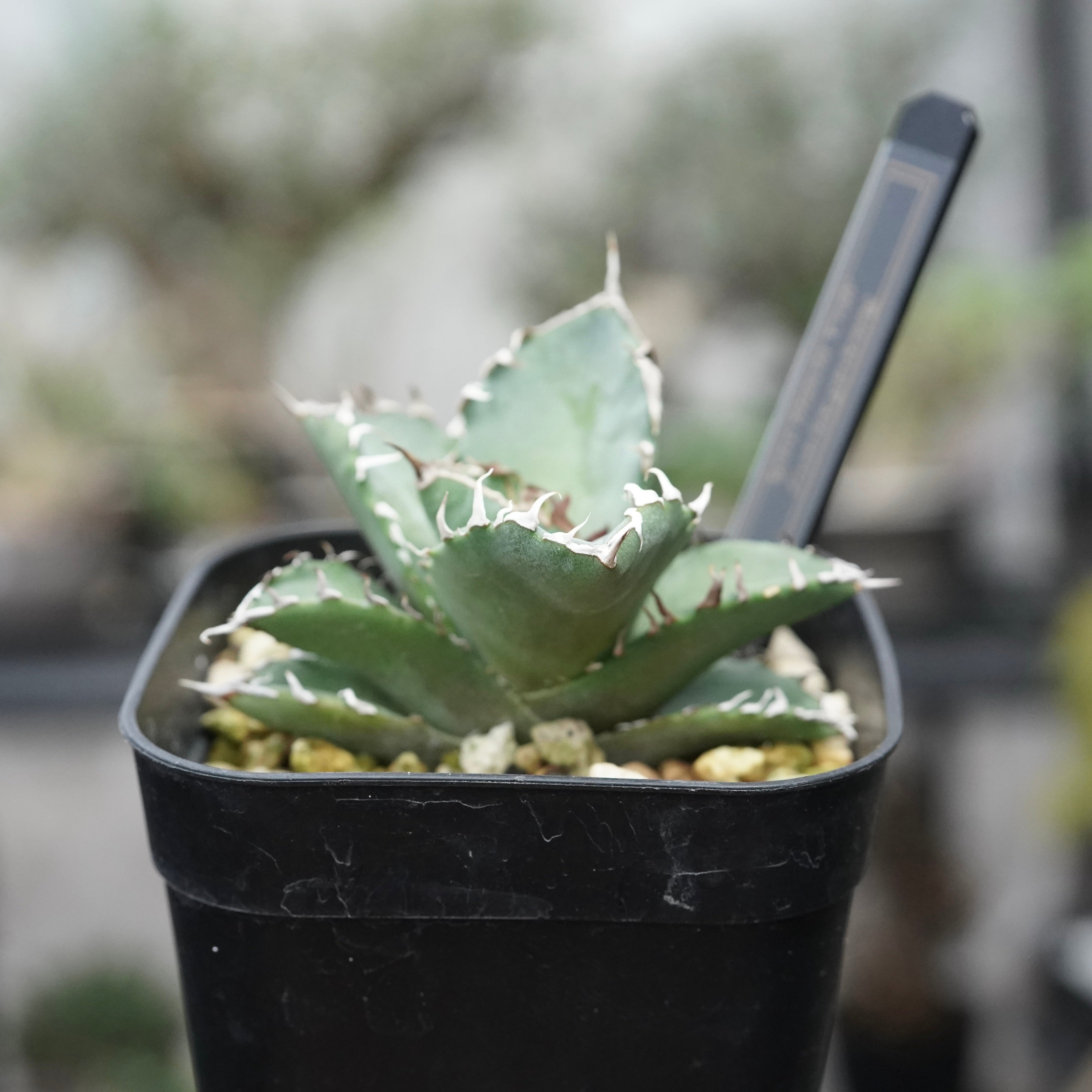 From lize gardening】Agave titanota 'Crab(螃蟹)' Baby – ELBAZ GREEN STORE