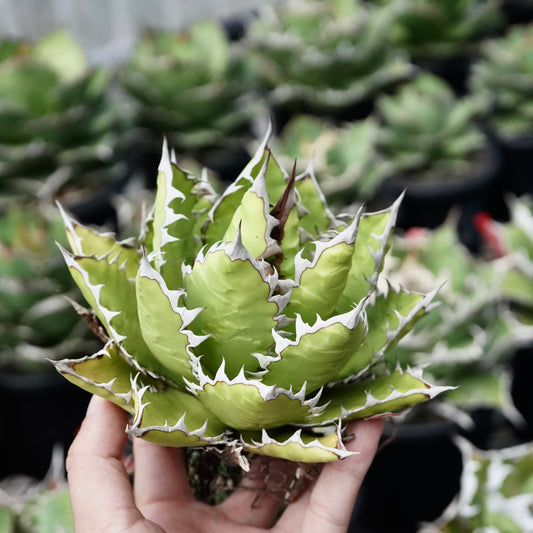 【From lize gardening】Agave '萬代X嚴龍' 特選 寬版刺 baby No.1