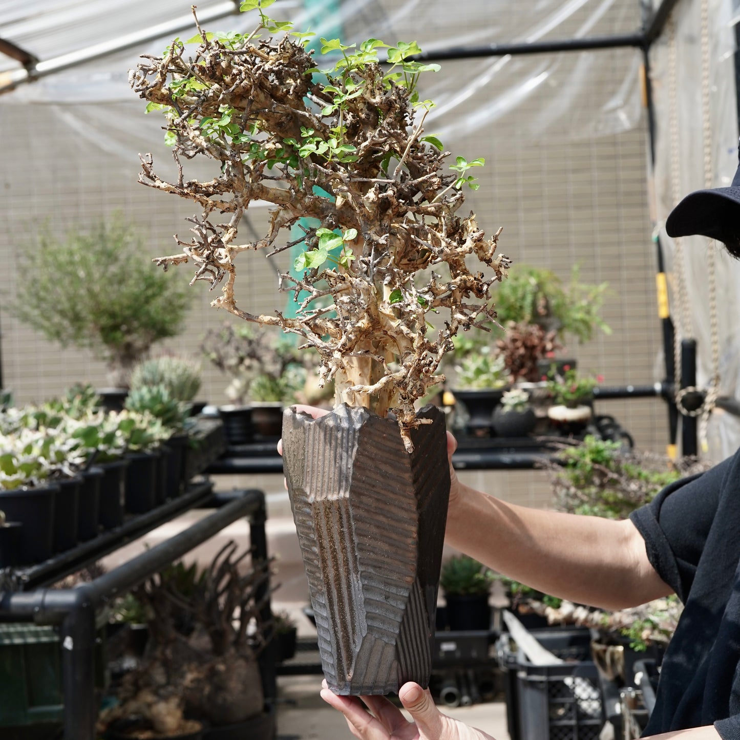 Commiphora stocksiana(コミフォラ ストックシアナ) × N/OH