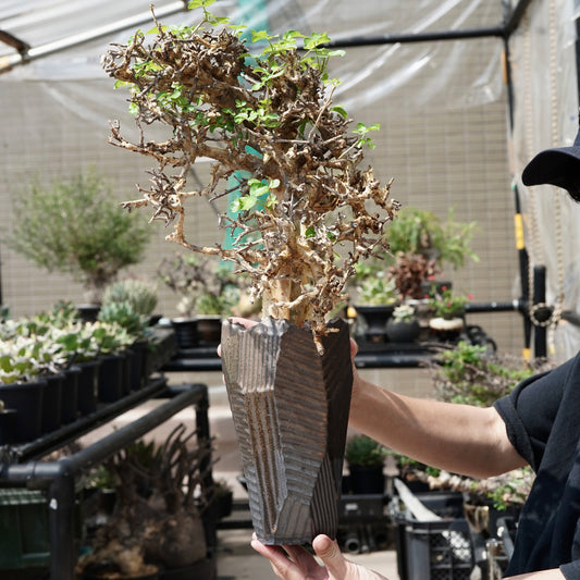 Commiphora stocksiana(コミフォラ ストックシアナ) × N/OH