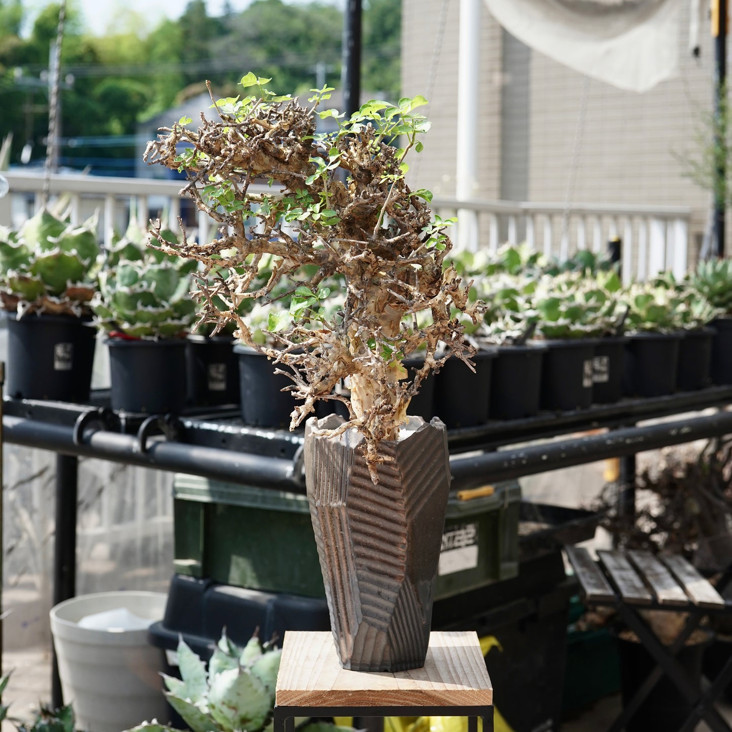Commiphora stocksiana(コミフォラ ストックシアナ) × N/OH