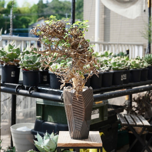 Commiphora stocksiana(コミフォラ ストックシアナ) × N/OH