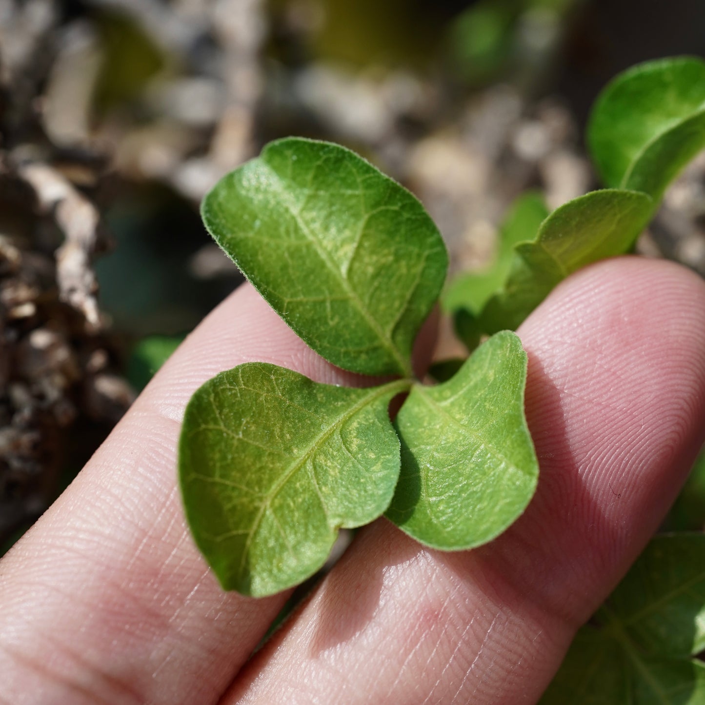 Commiphora stocksiana(コミフォラ ストックシアナ) × N/OH