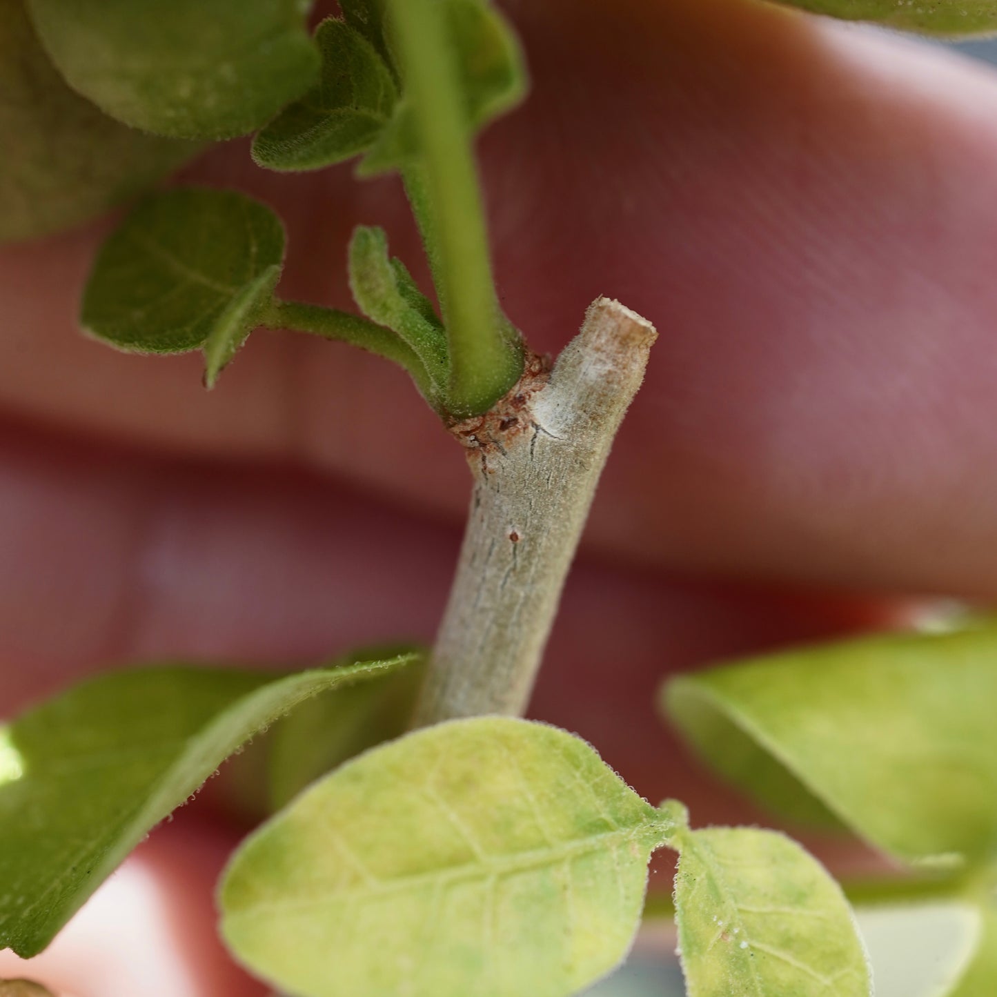 Commiphora stocksiana(コミフォラ ストックシアナ) × N/OH