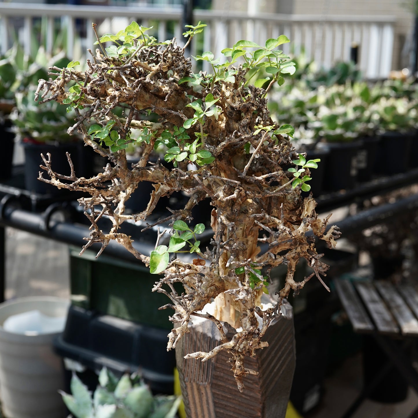 Commiphora stocksiana(コミフォラ ストックシアナ) × N/OH