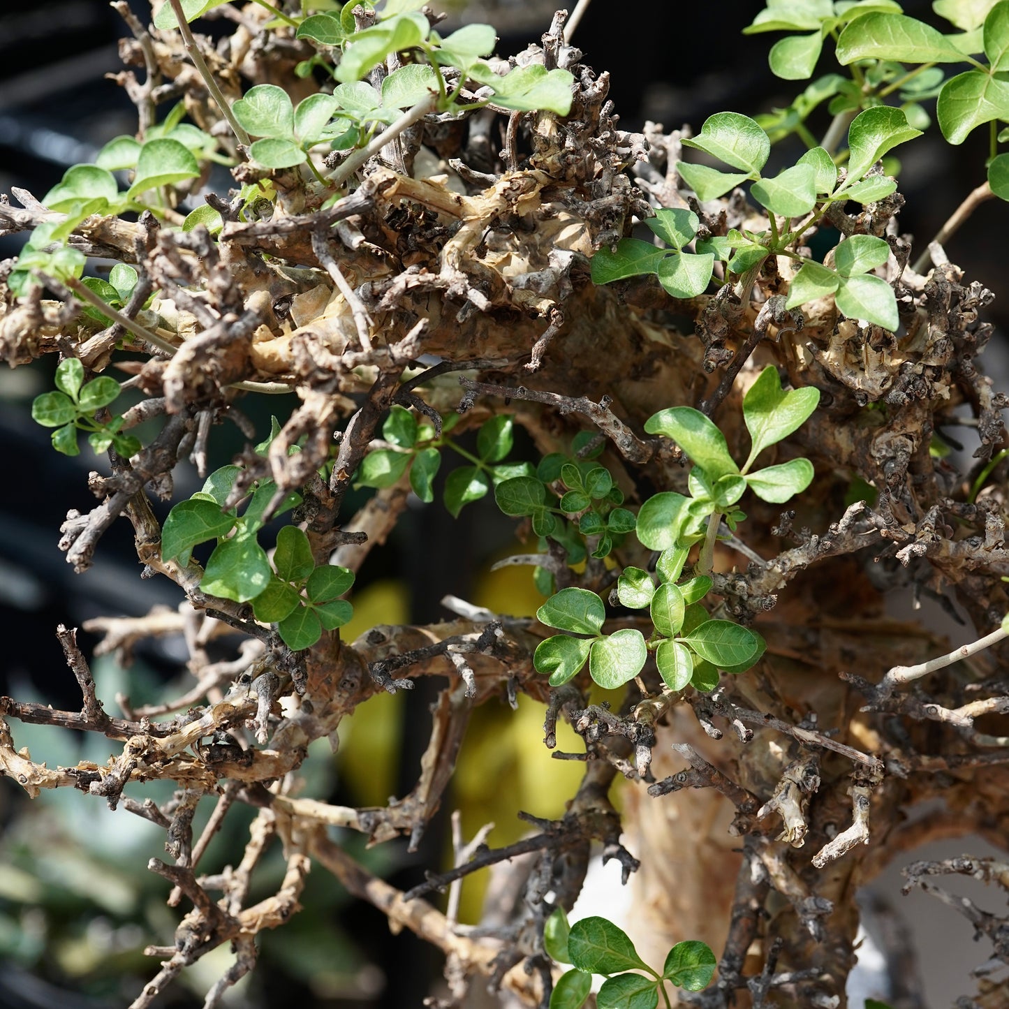 Commiphora stocksiana(コミフォラ ストックシアナ) × N/OH