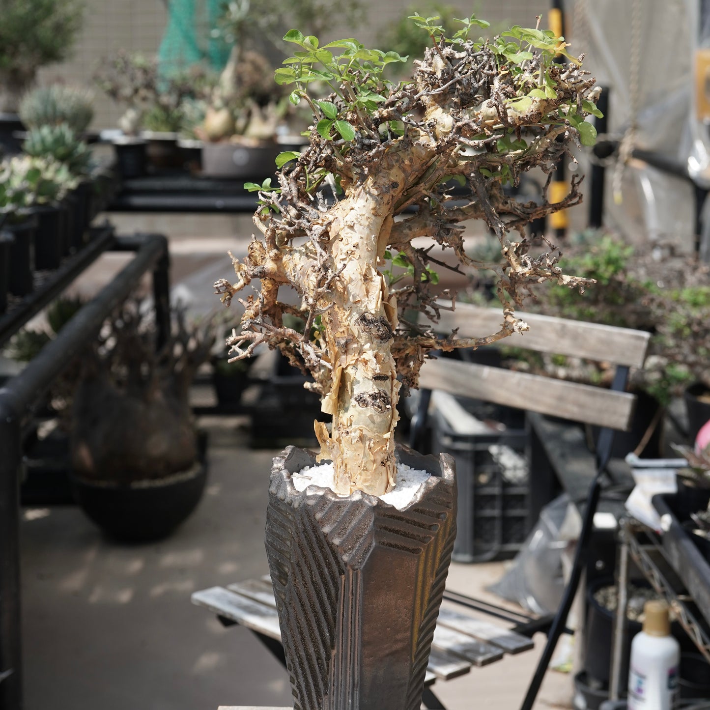 Commiphora stocksiana(コミフォラ ストックシアナ) × N/OH