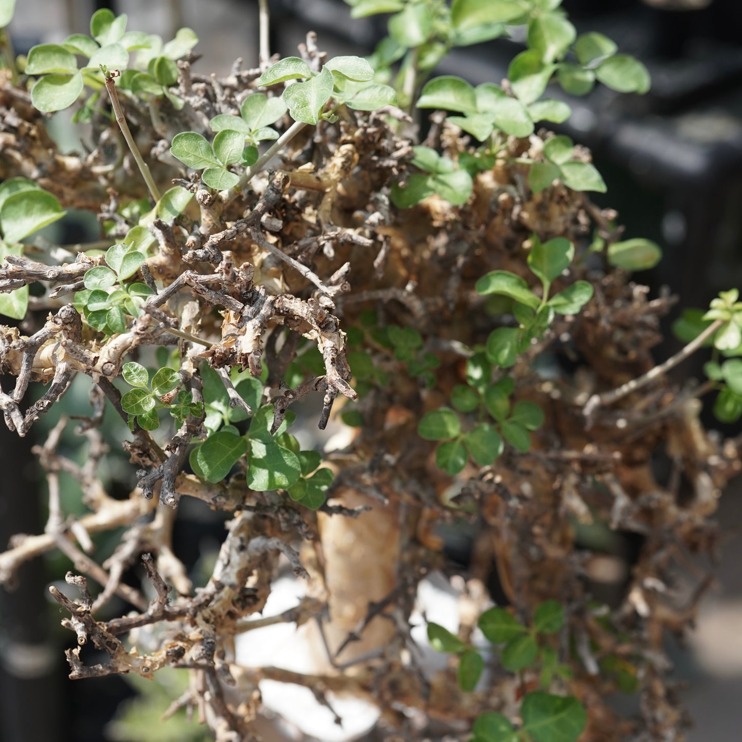 Commiphora stocksiana(コミフォラ ストックシアナ) × N/OH