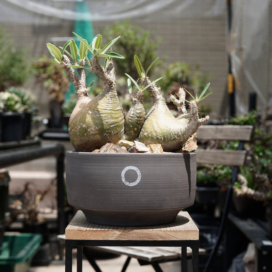 Pachypodium gracilius(パキポディウム グラキリス)× QUTOTEN.