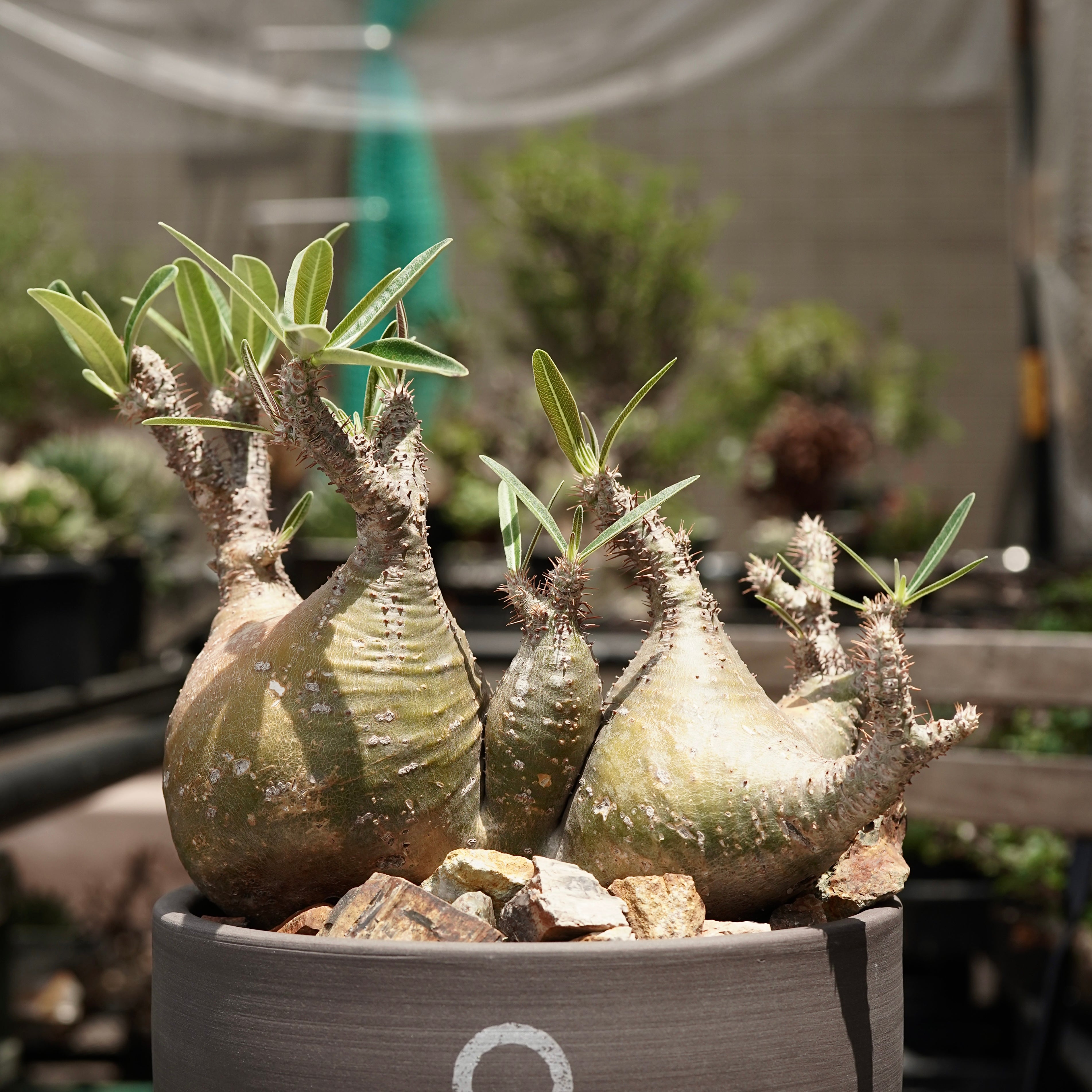 GIRUVI Pachypodium Gracilius グラキリス パキポディウム グラキリス Pachypodium gracilius 発根済 (gk-31