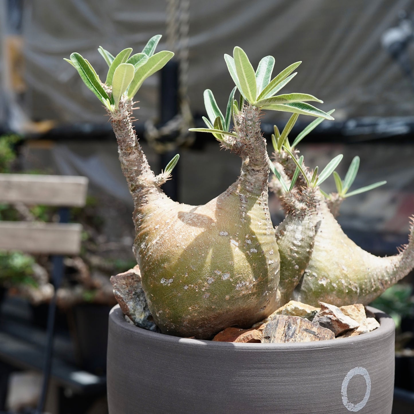 Pachypodium gracilius(パキポディウム グラキリス)× QUTOTEN.