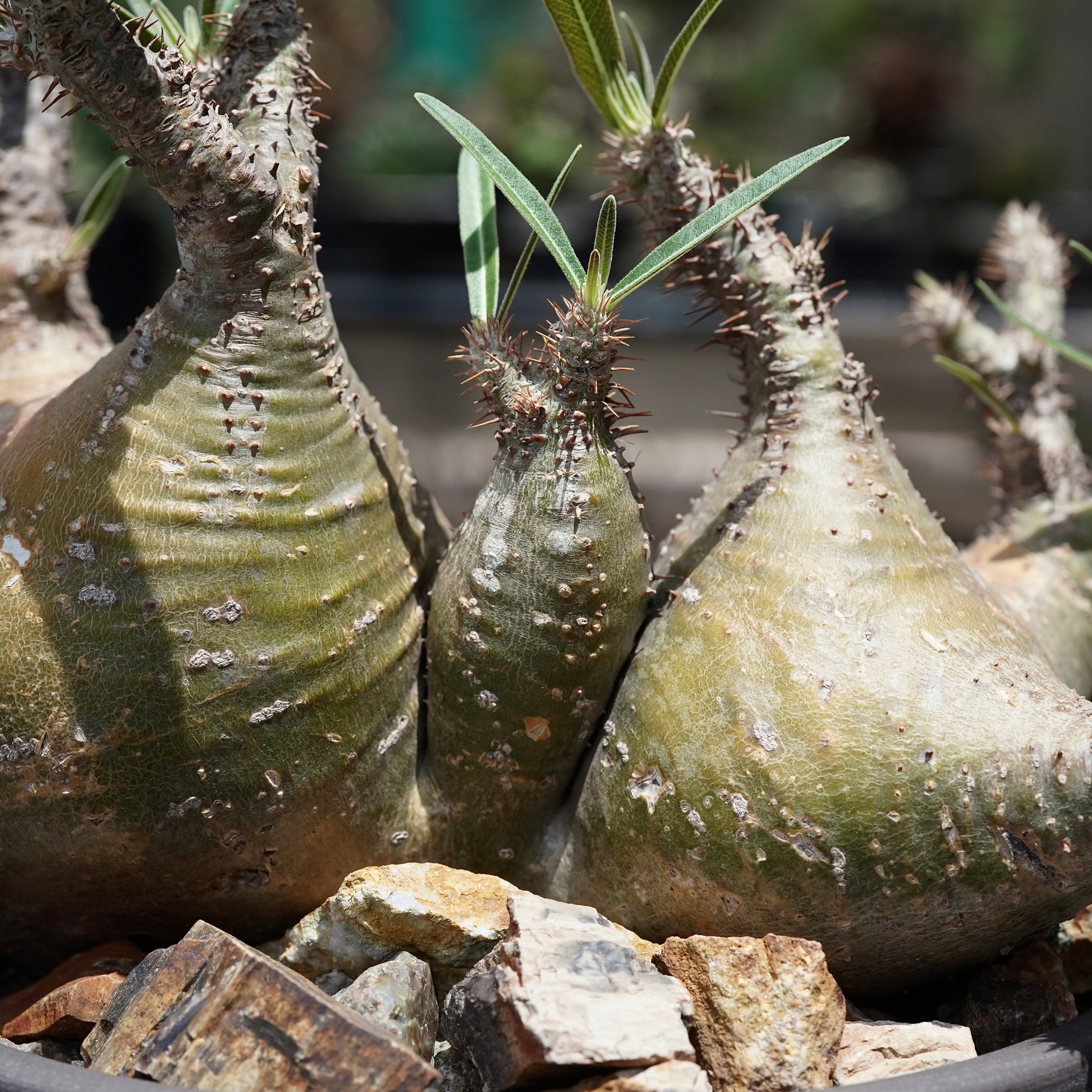 Pachypodium gracilius(パキポディウム グラキリス)× QUTOTEN