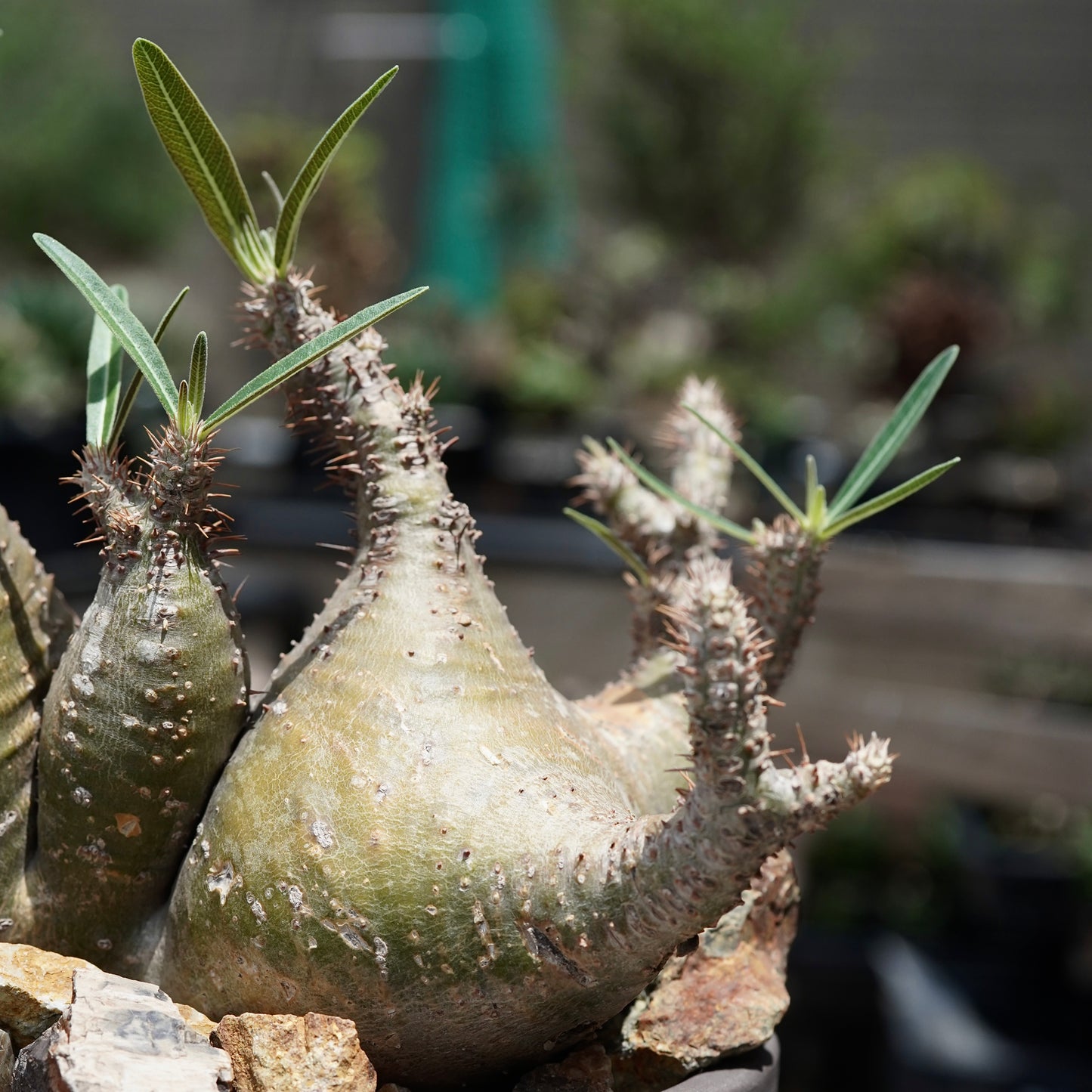 Pachypodium gracilius(パキポディウム グラキリス)× QUTOTEN.