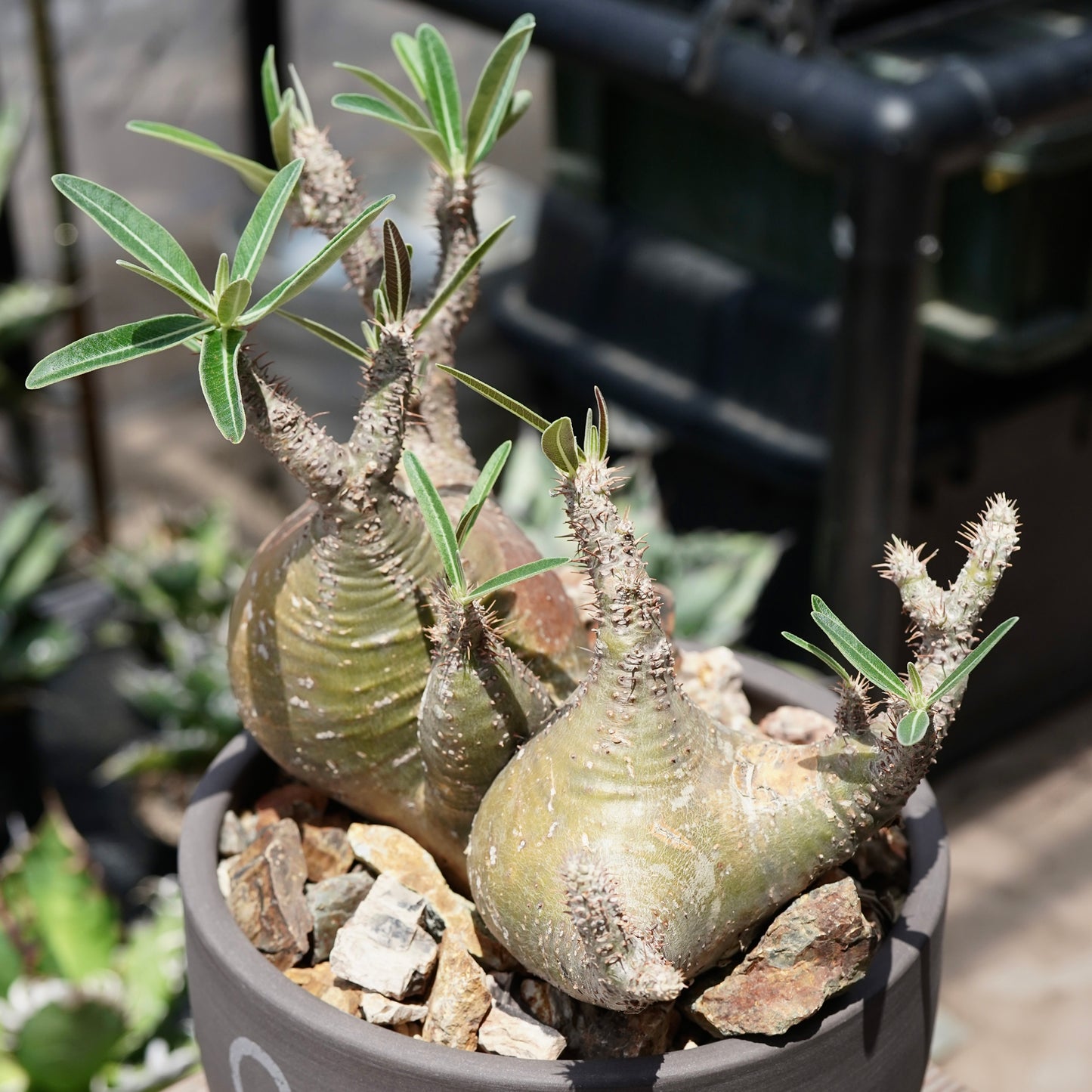 Pachypodium gracilius(パキポディウム グラキリス)× QUTOTEN.