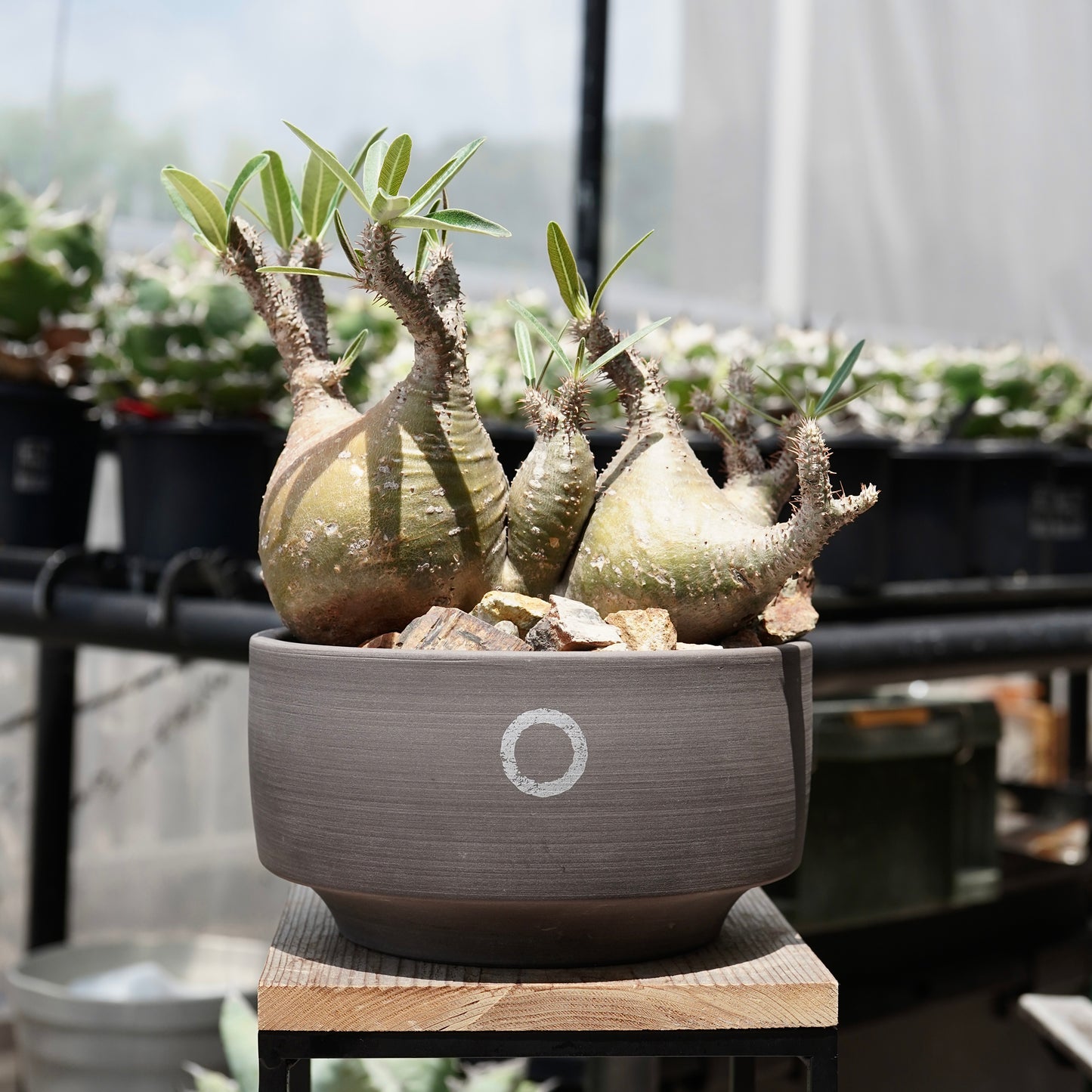 Pachypodium gracilius(パキポディウム グラキリス)× QUTOTEN.