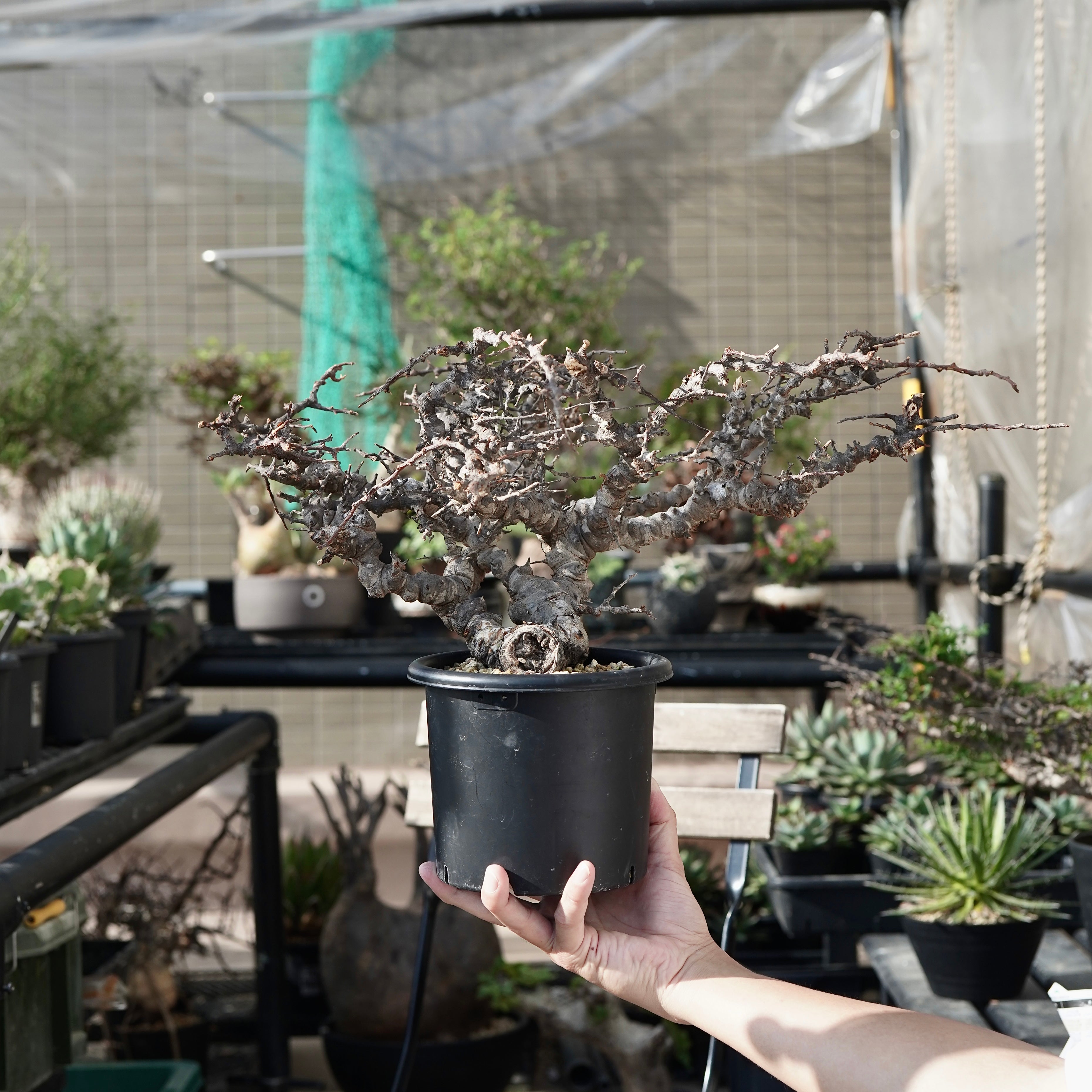 や*坊様 CE14 コミフォラ エイル Commiphora sp.Ely 緑肌 や*坊様 CE14 コミフォラ エイル Commiphora sp.Ely 緑肌