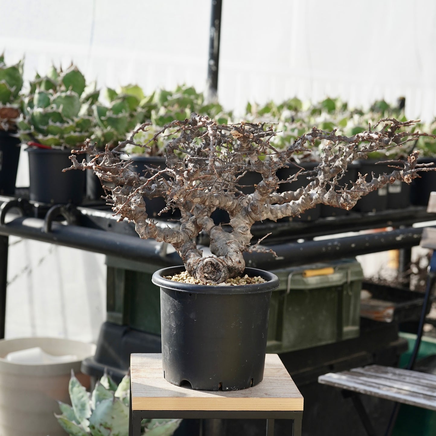 Commiphora sp. somalia eyl（コミフォラ エイル）