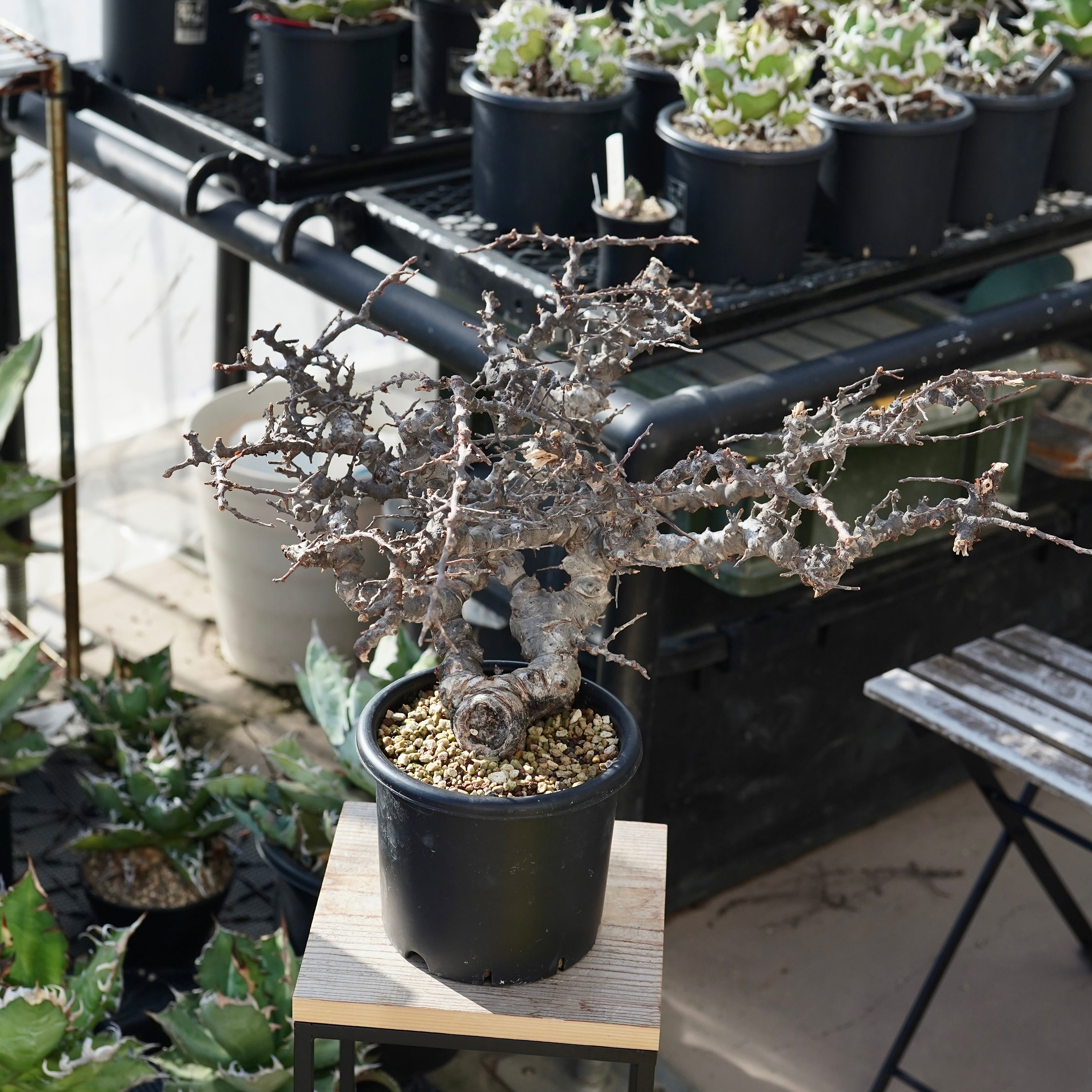 や*坊様 CE14 コミフォラ エイル Commiphora sp.Ely 緑肌 や*坊様 CE14 コミフォラ エイル Commiphora sp.Ely 緑肌