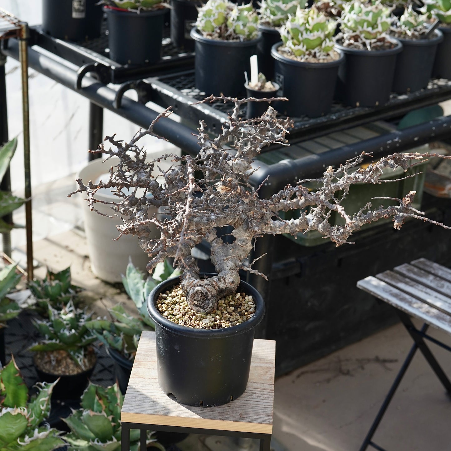 Commiphora sp. somalia eyl（コミフォラ エイル）