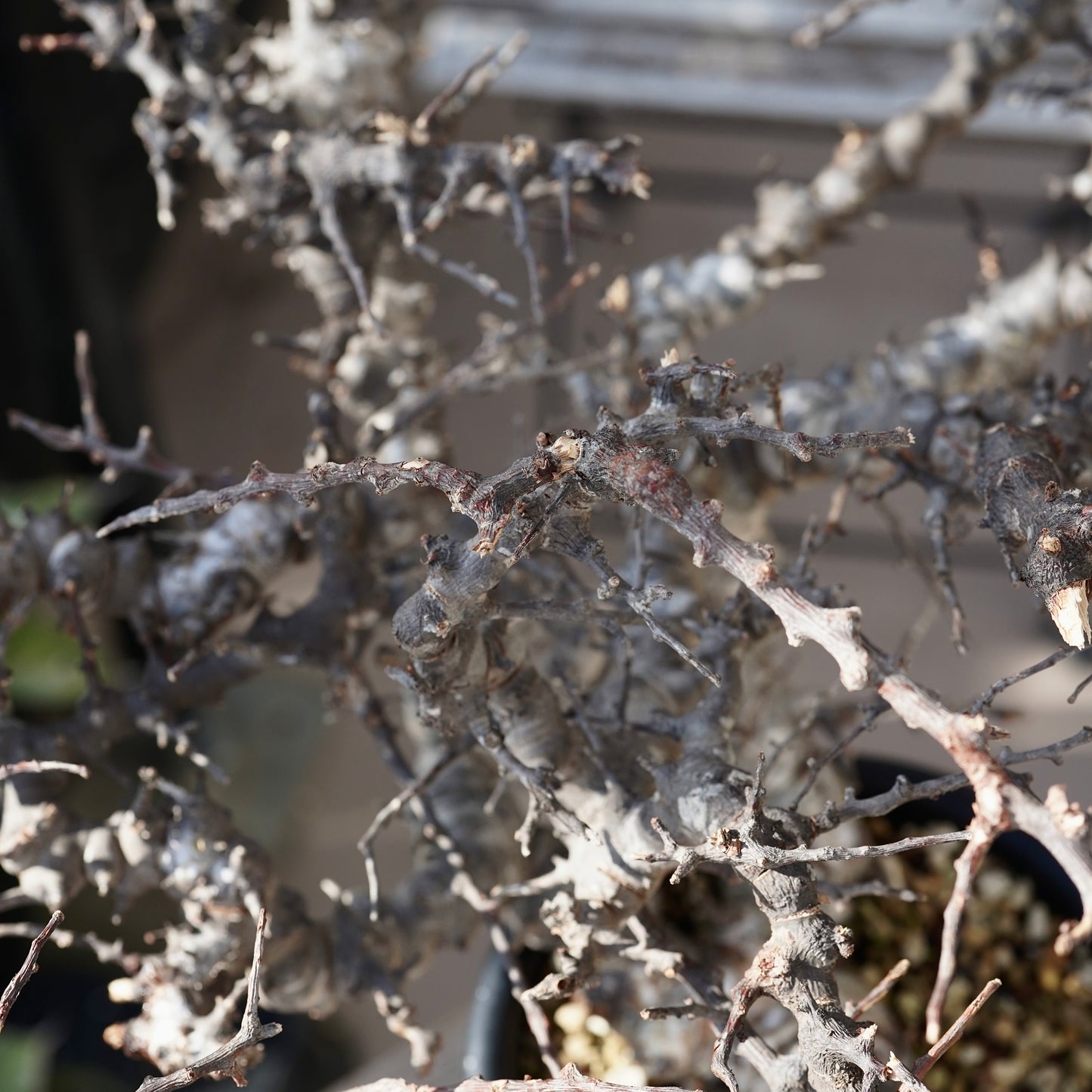 Commiphora sp. somalia eyl（コミフォラ エイル）
