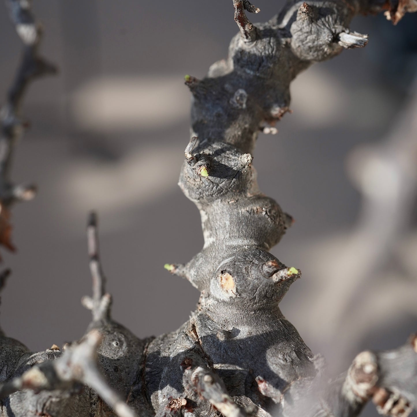 Commiphora sp. somalia eyl（コミフォラ エイル）