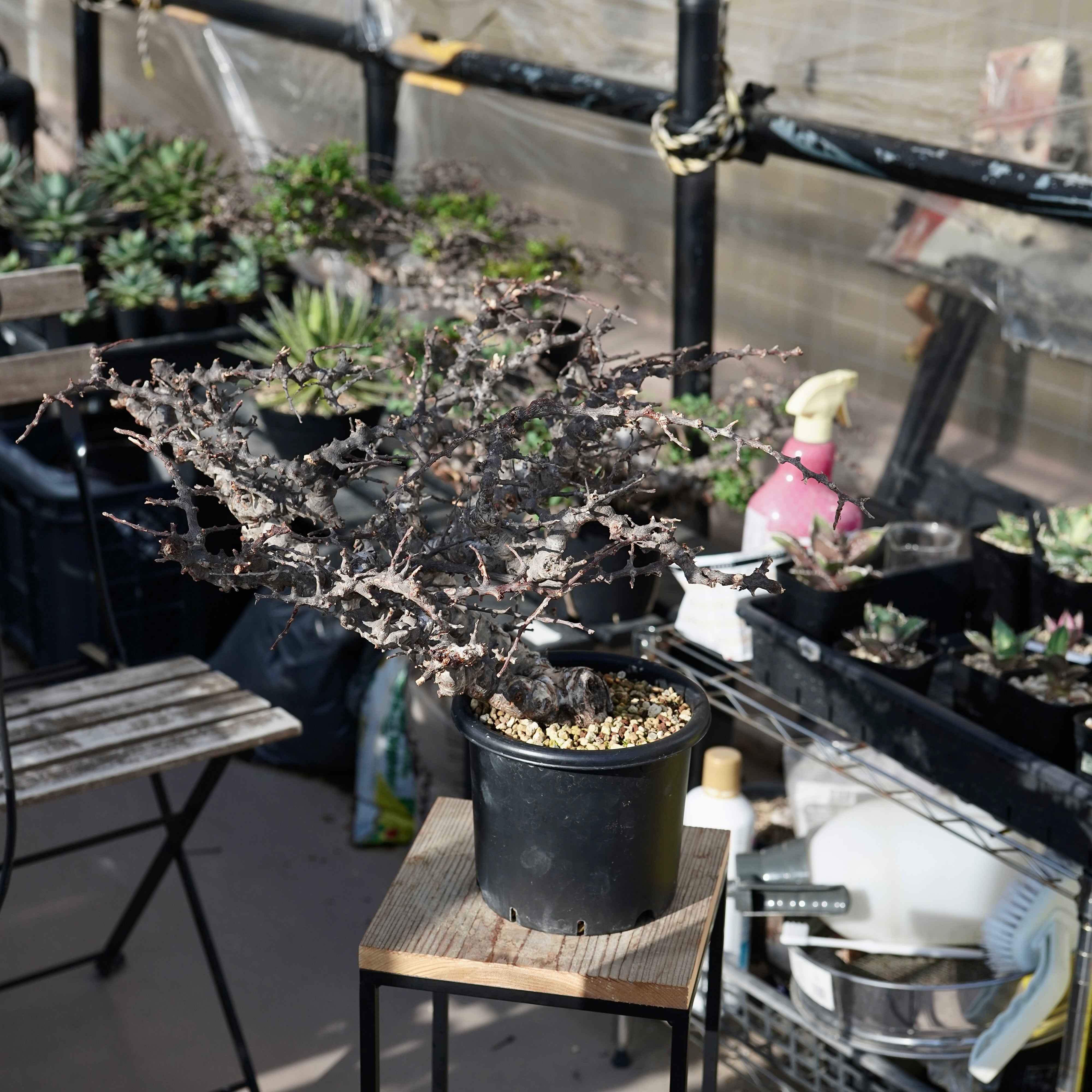 t*o様 CE11 コミフォラ エイル Commiphora sp.Ely 緑肌 ネット限定】 t*o様 CE11 コミフォラ エイル Commiphora sp.Ely