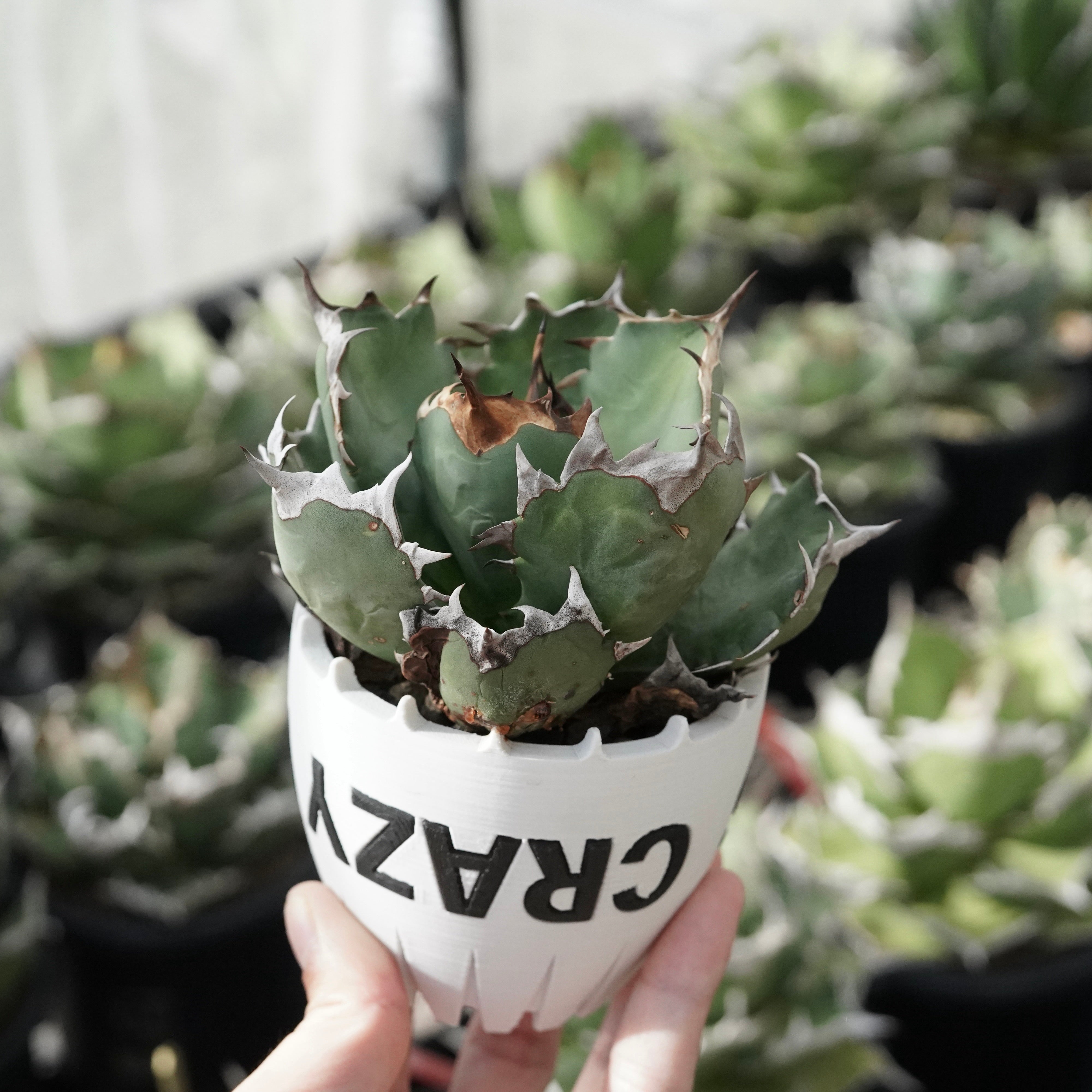 PLANTS – ELBAZ GREEN STORE