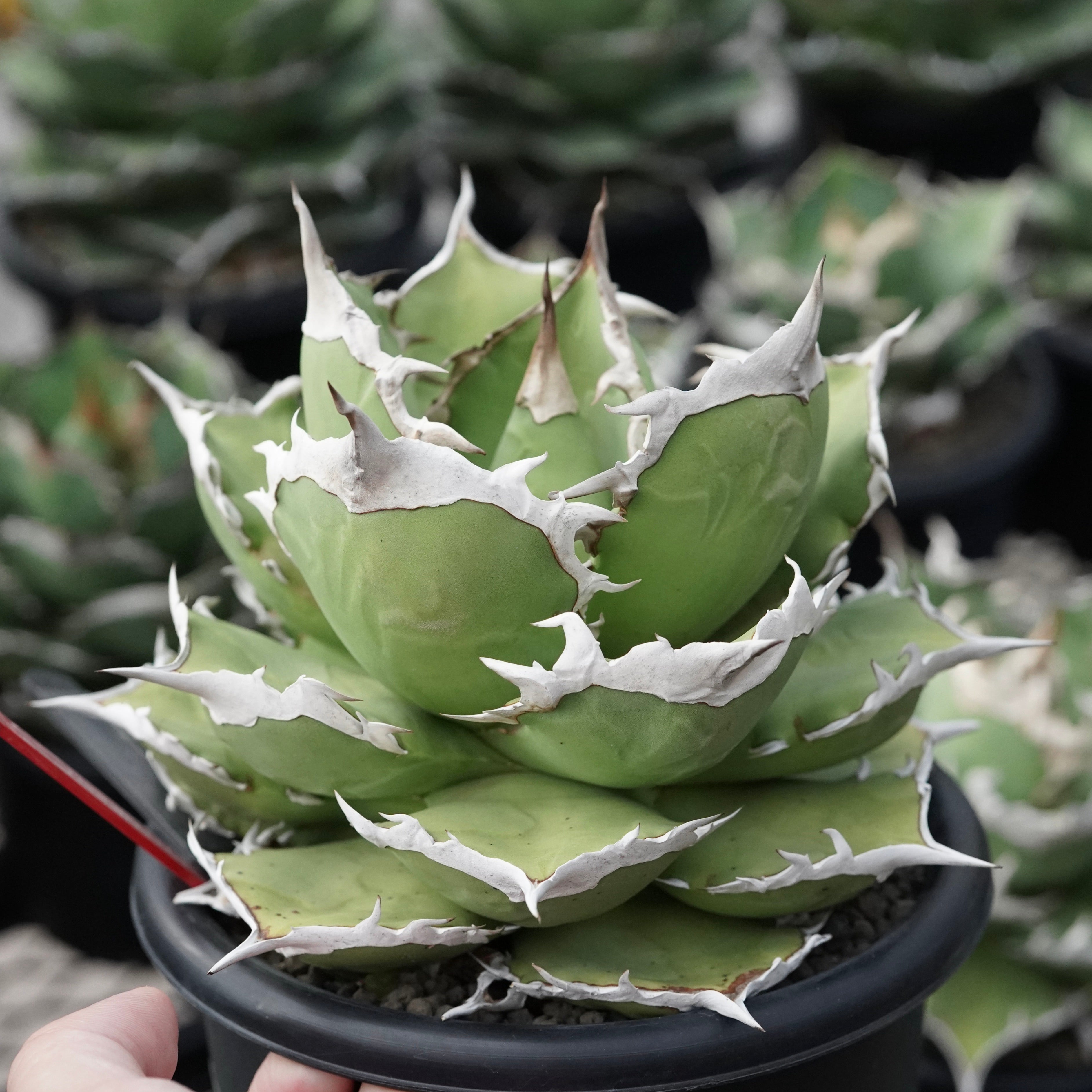 From lize gardening】Agave titanota 'Shark Sword(鯊魚劍)' Baby No.1 – ELBAZ  GREEN STORE