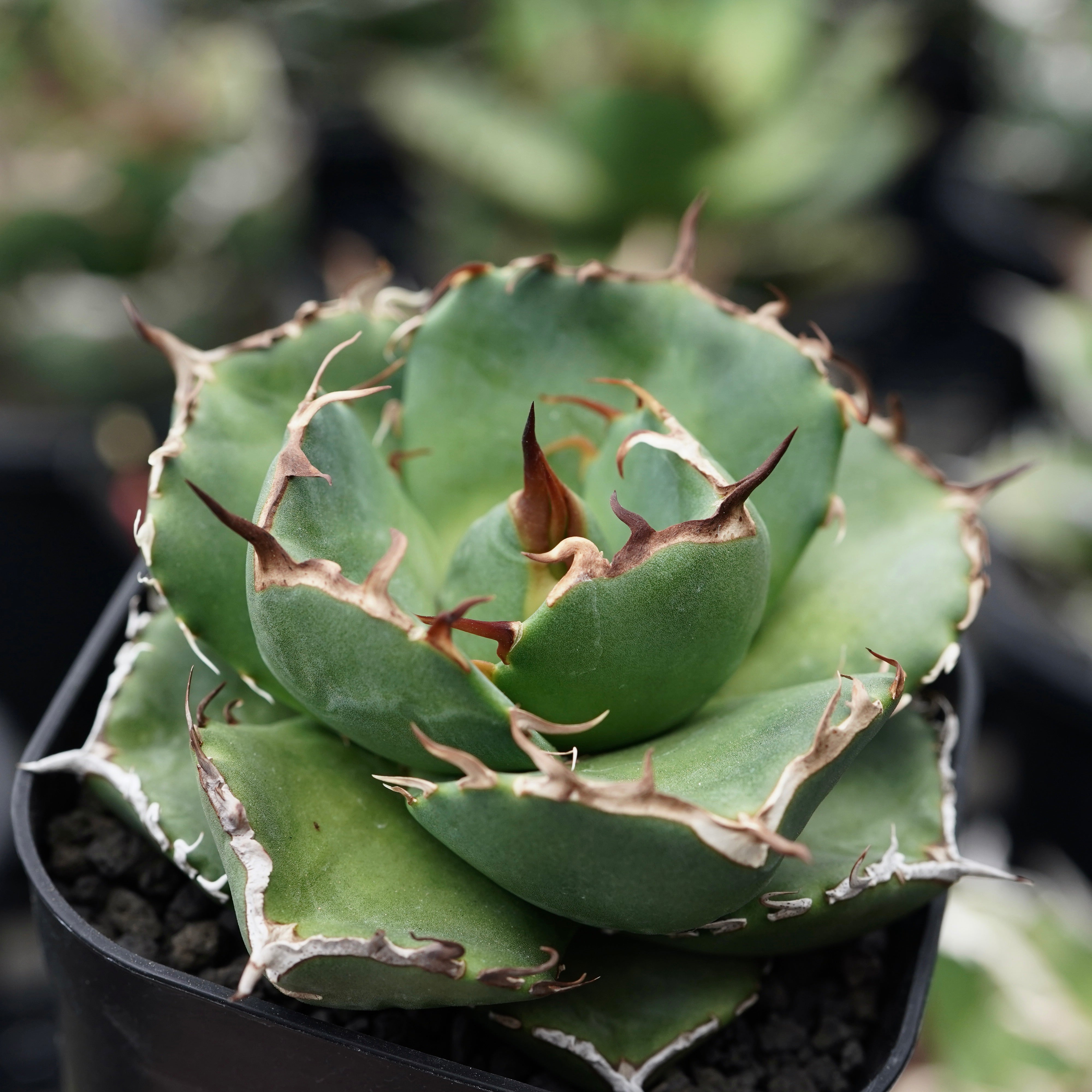 【From Taiwan】Agave titanota 'Juggernaut hybrid Seeding' No.1