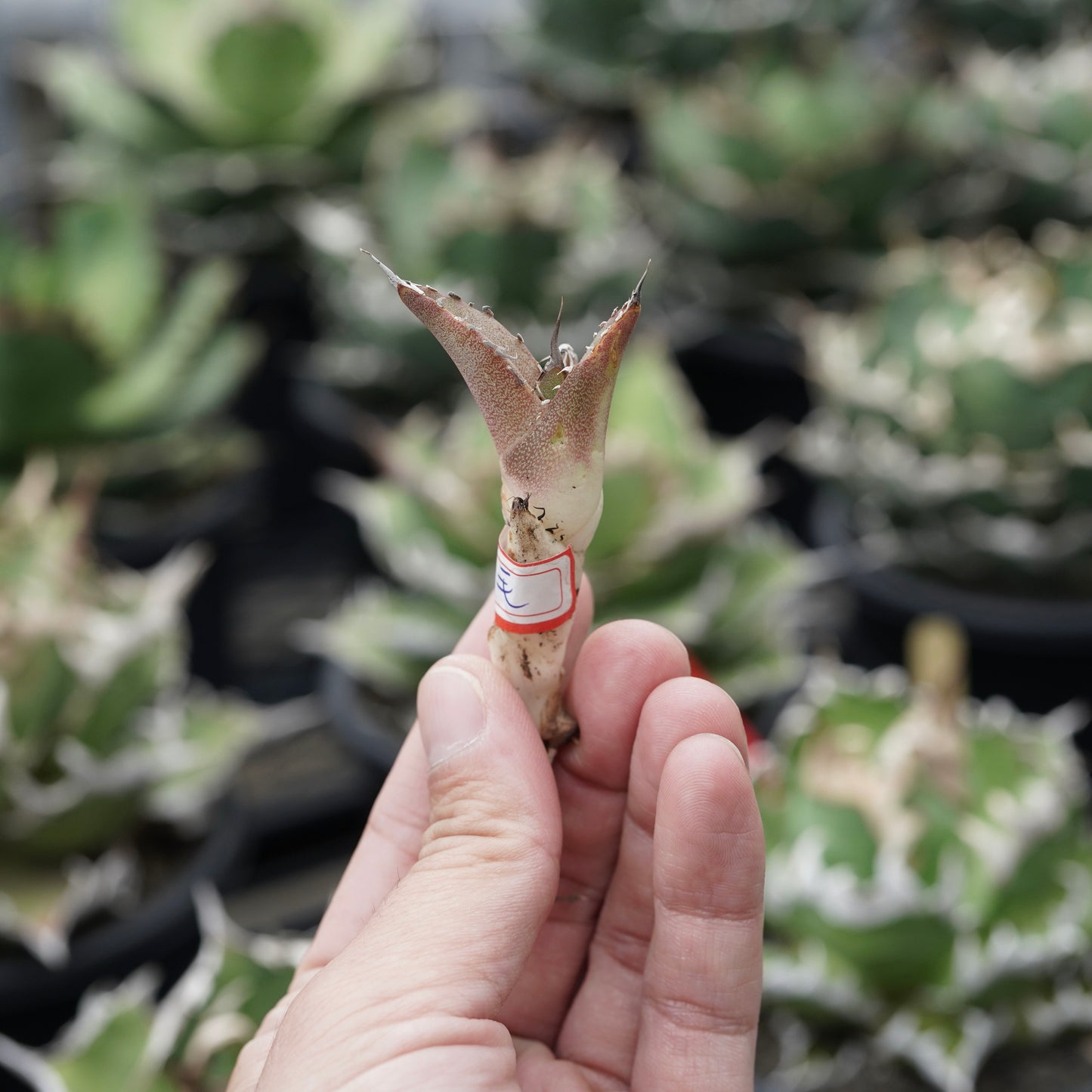 【From lize gardening】Agave titanota ‘Feather(羽毛)’ Baby