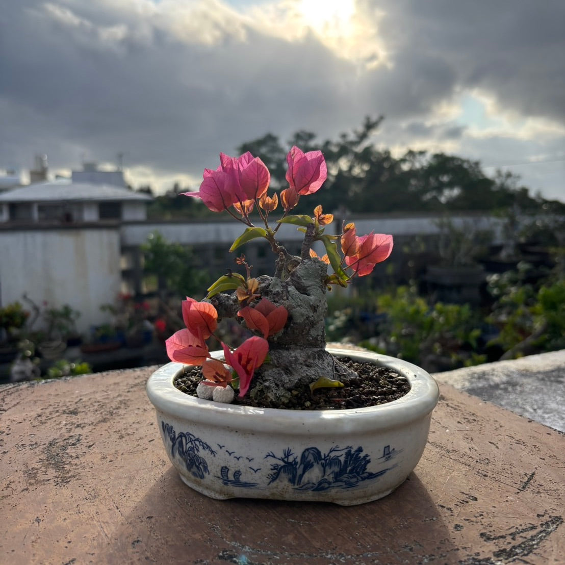 Bougainvillea（ブーゲンビリア古木）No.3