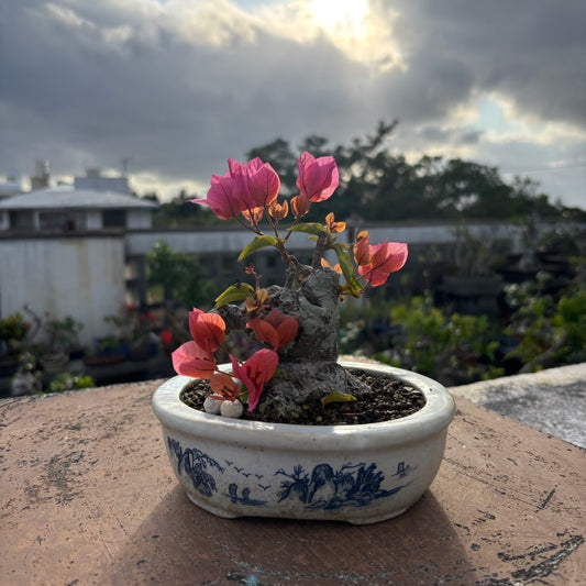 Bougainvillea（ブーゲンビリア古木）No.3