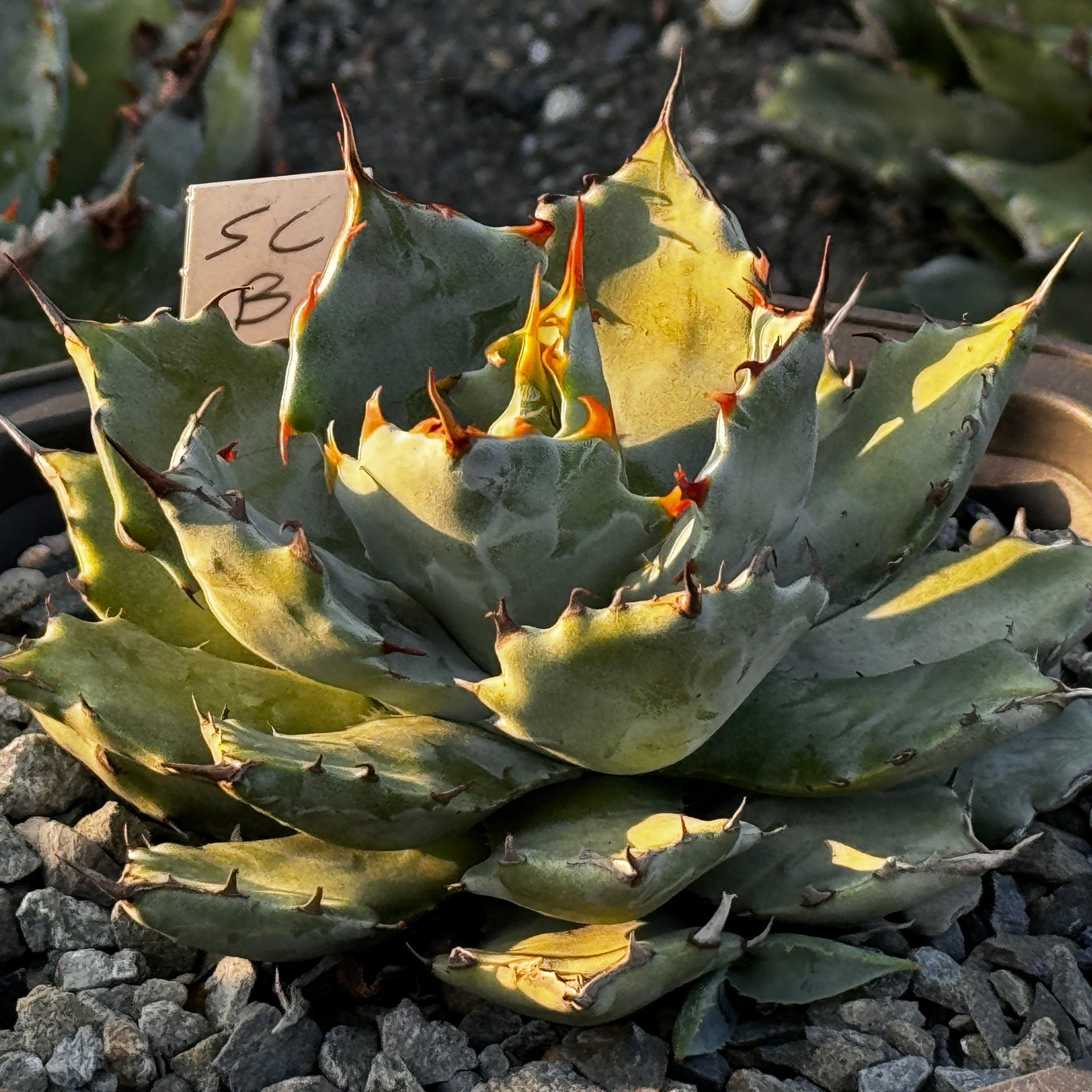 From Taiwan】Agave gypsophila x isthmensis hybrid（蠍蟹) No.2 – ELBAZ GREEN  STORE